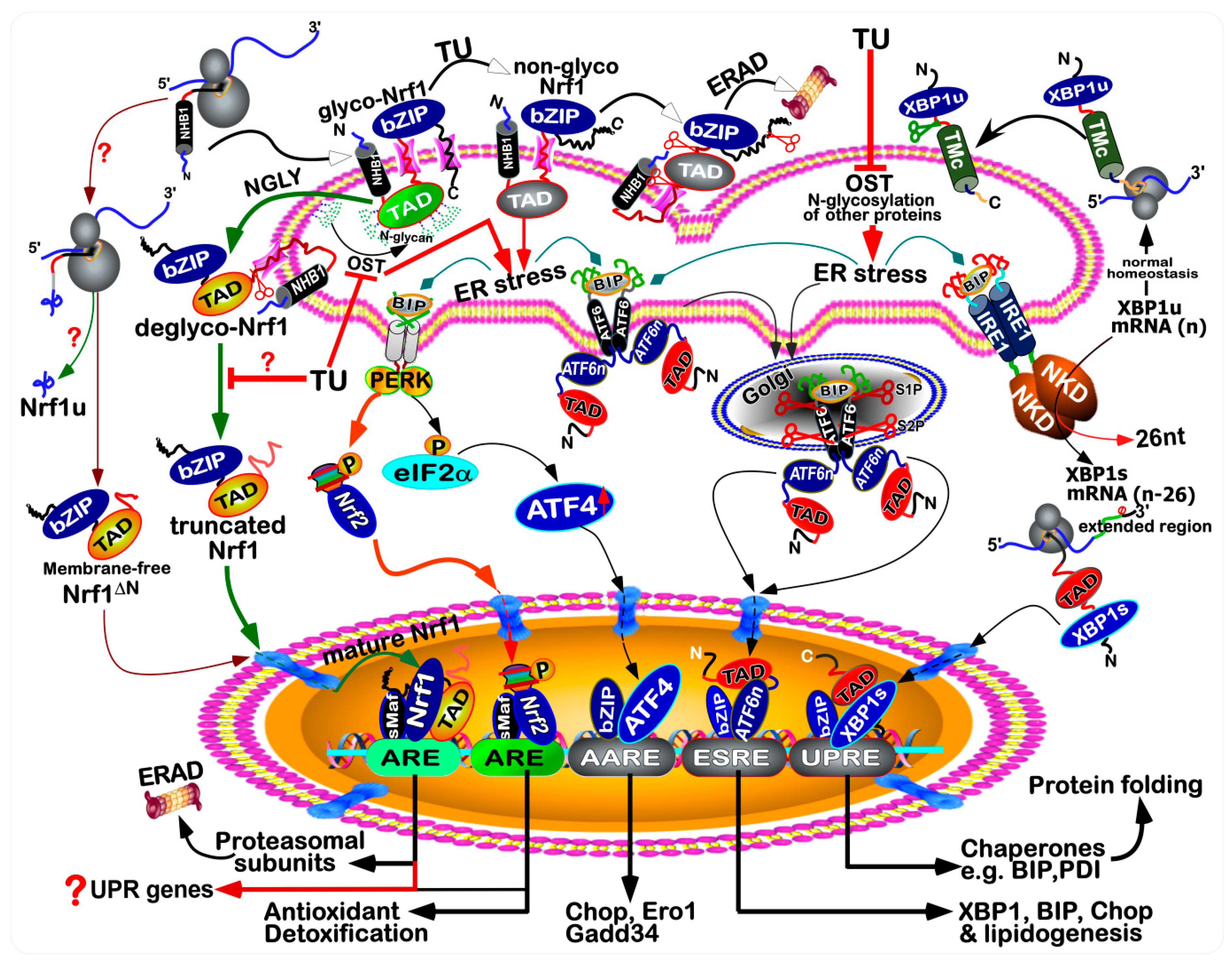 Antioxidants 09 00004 g001