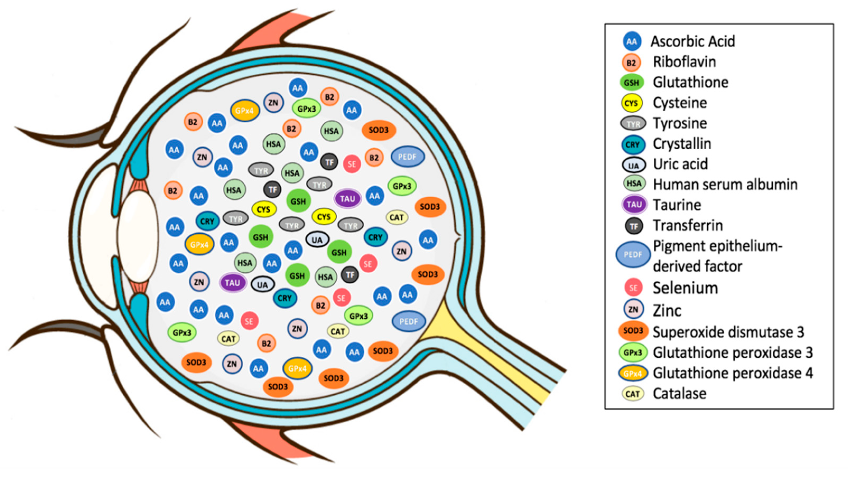 Antioxidants 09 00007 g002 Antioxidants 09 00007 g002