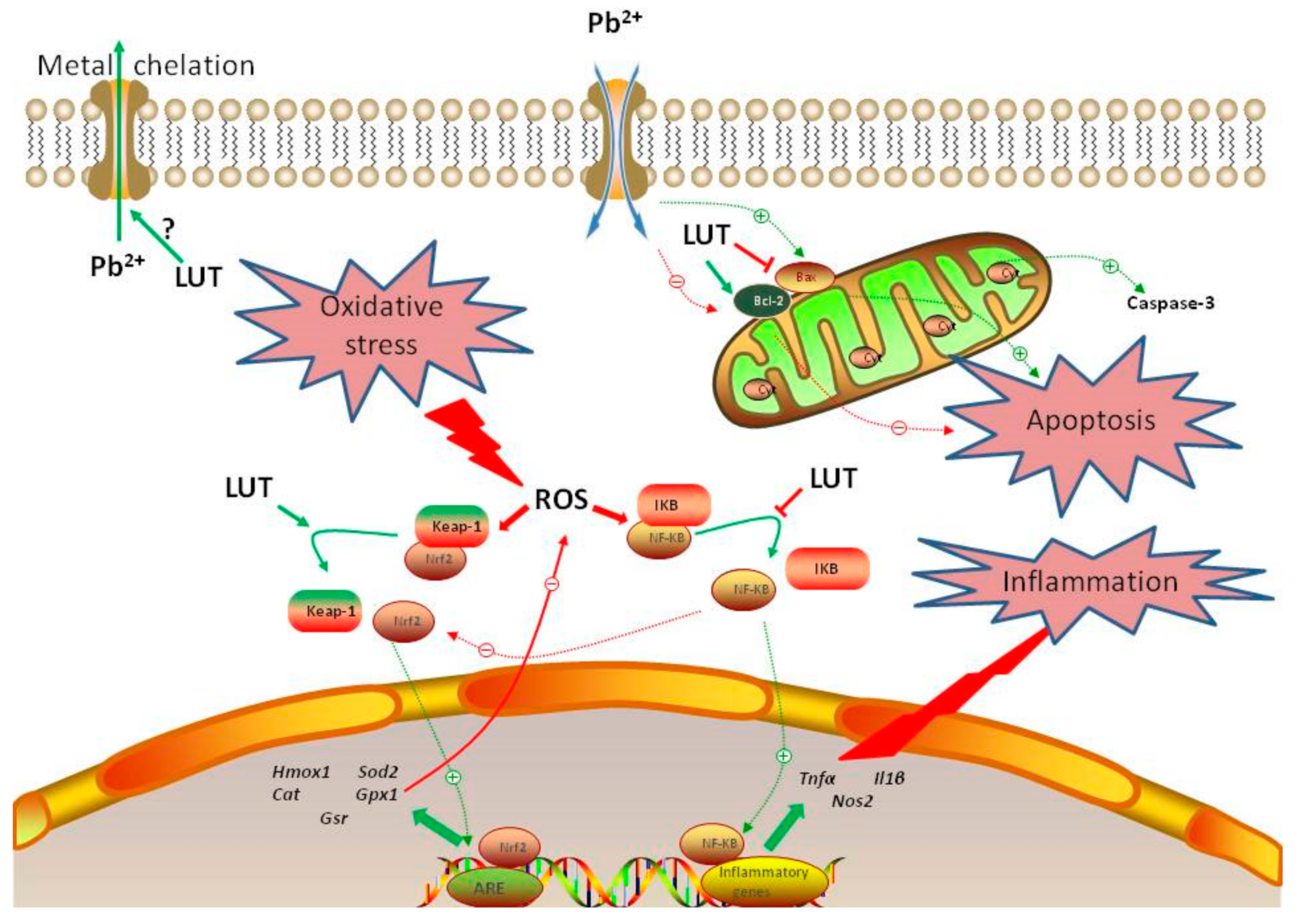 Antioxidants 09 00010 g010