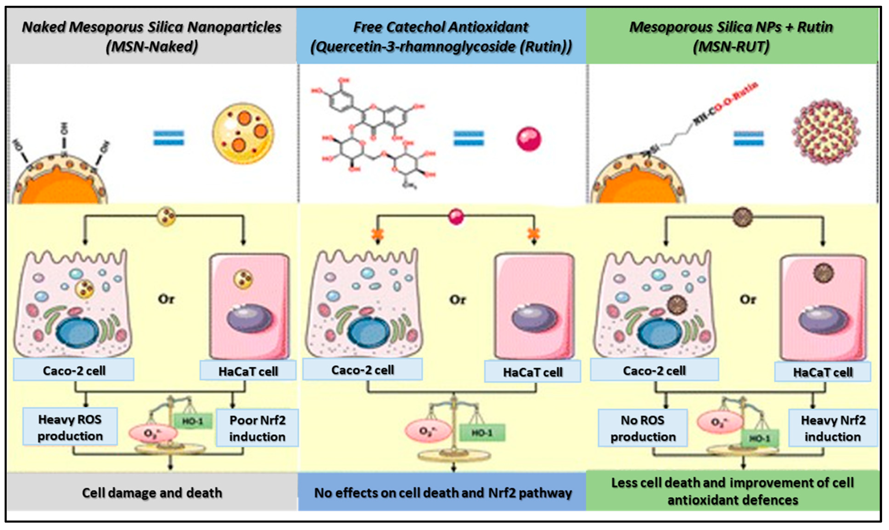 Antioxidants 09 00024 g002