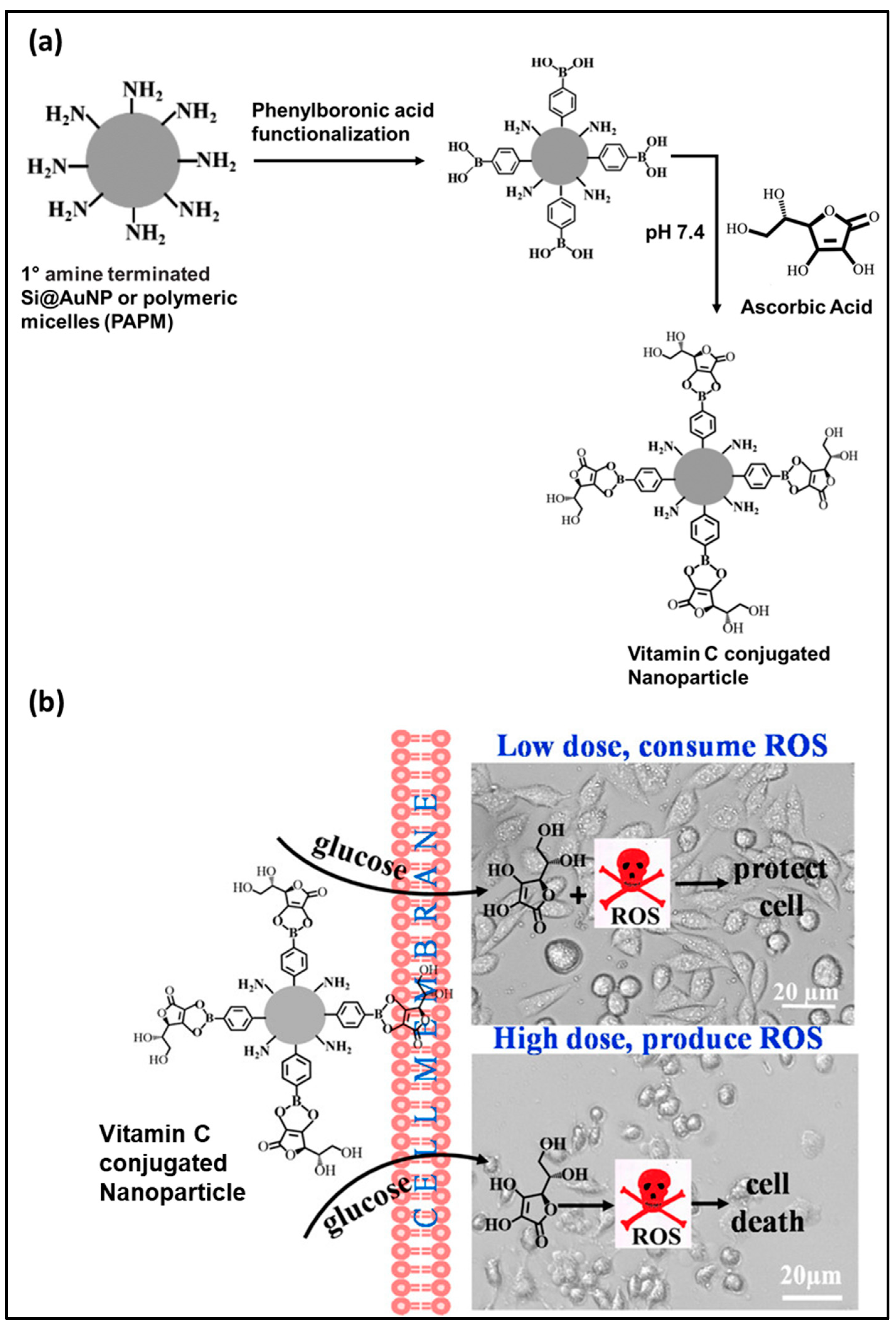 Antioxidants 09 00024 g005