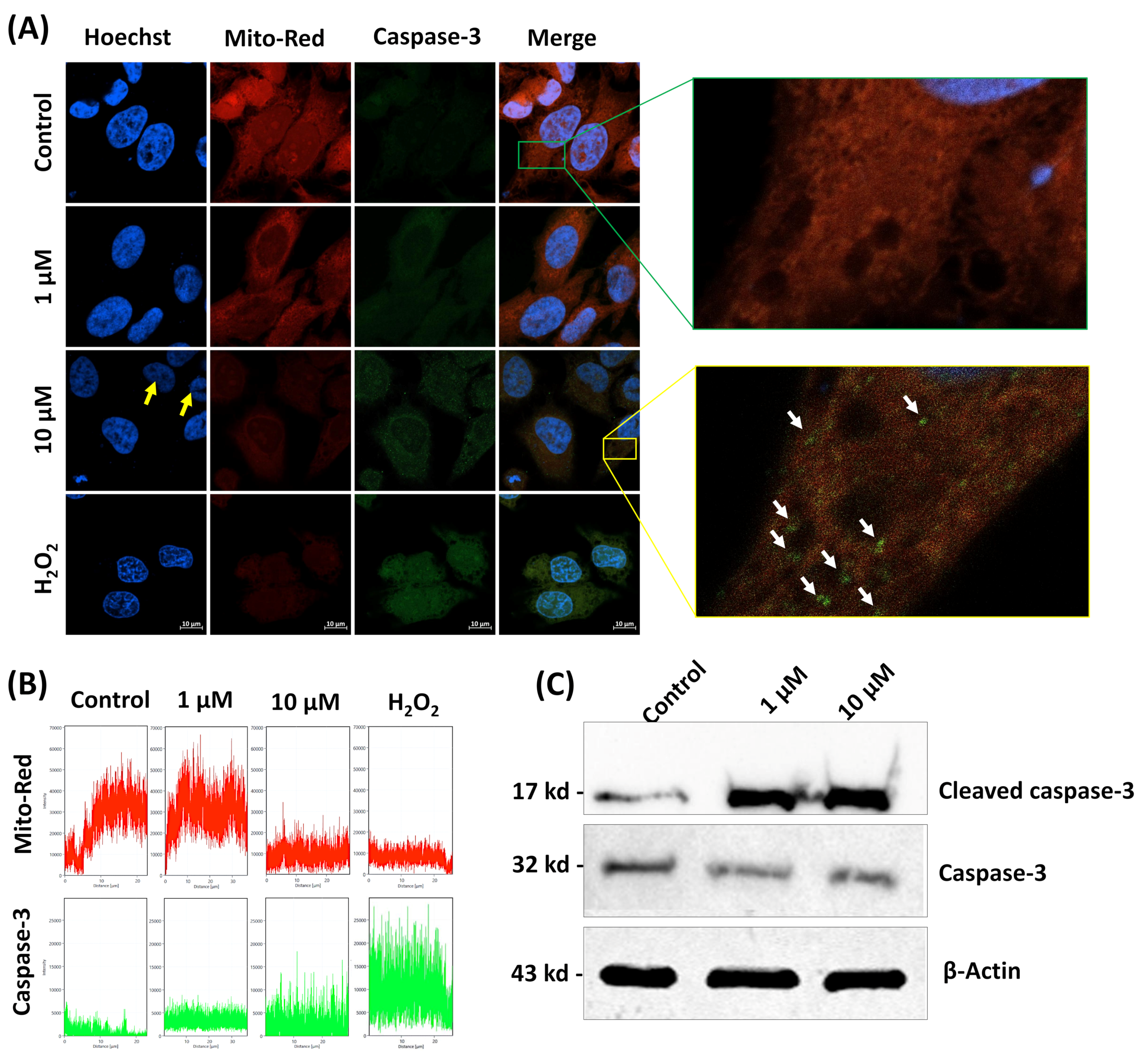 Antioxidants 09 00028 g005