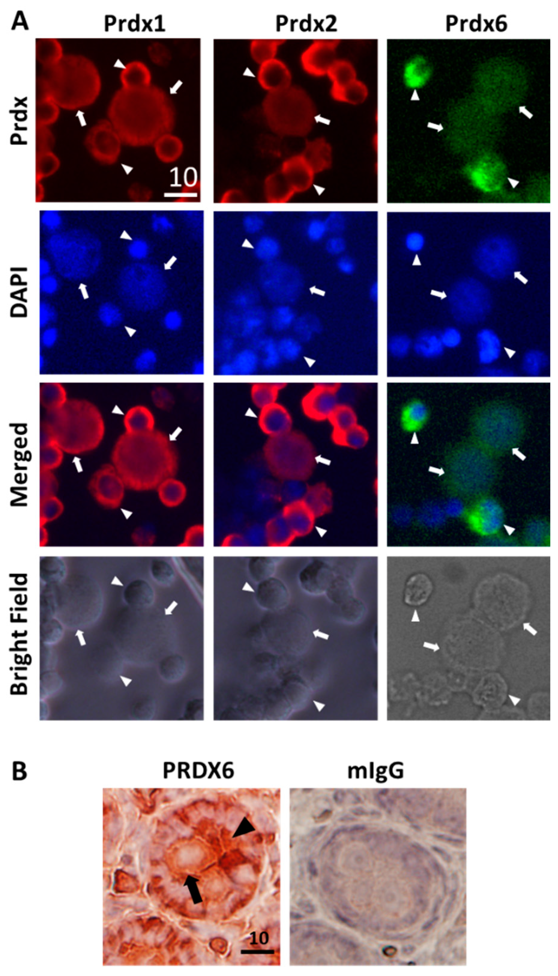 Antioxidants 09 00032 g002 Antioxidants 09 00032 g002