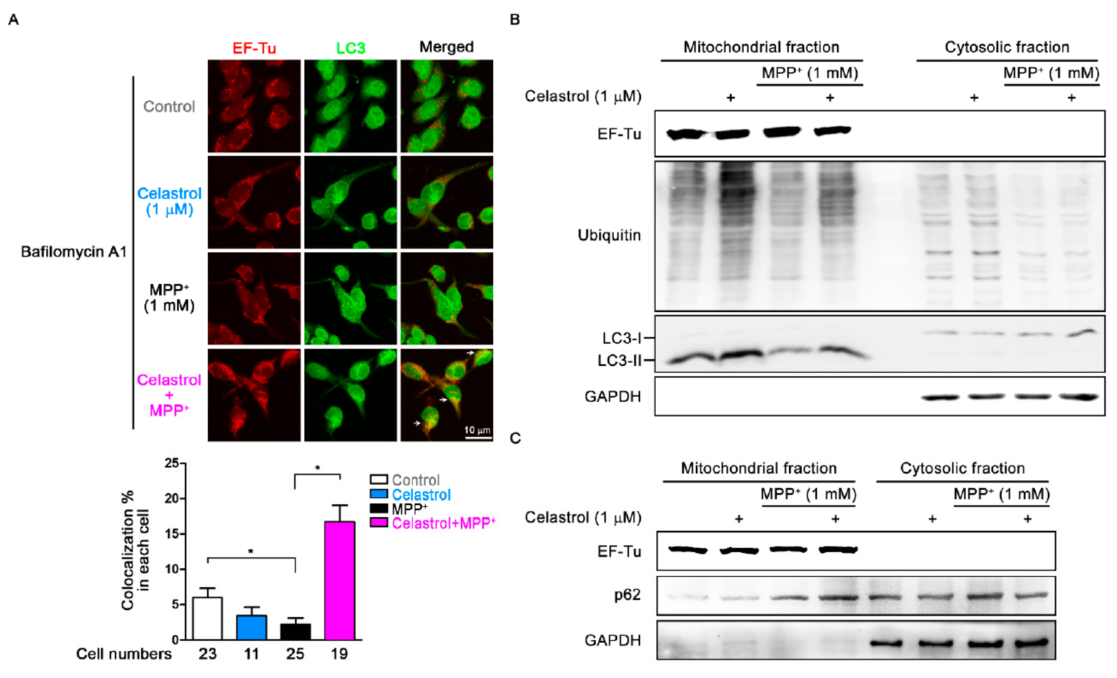 Antioxidants 09 00037 g005