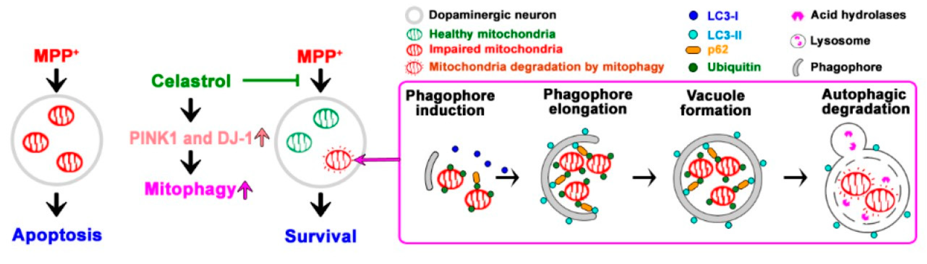 Antioxidants 09 00037 g006