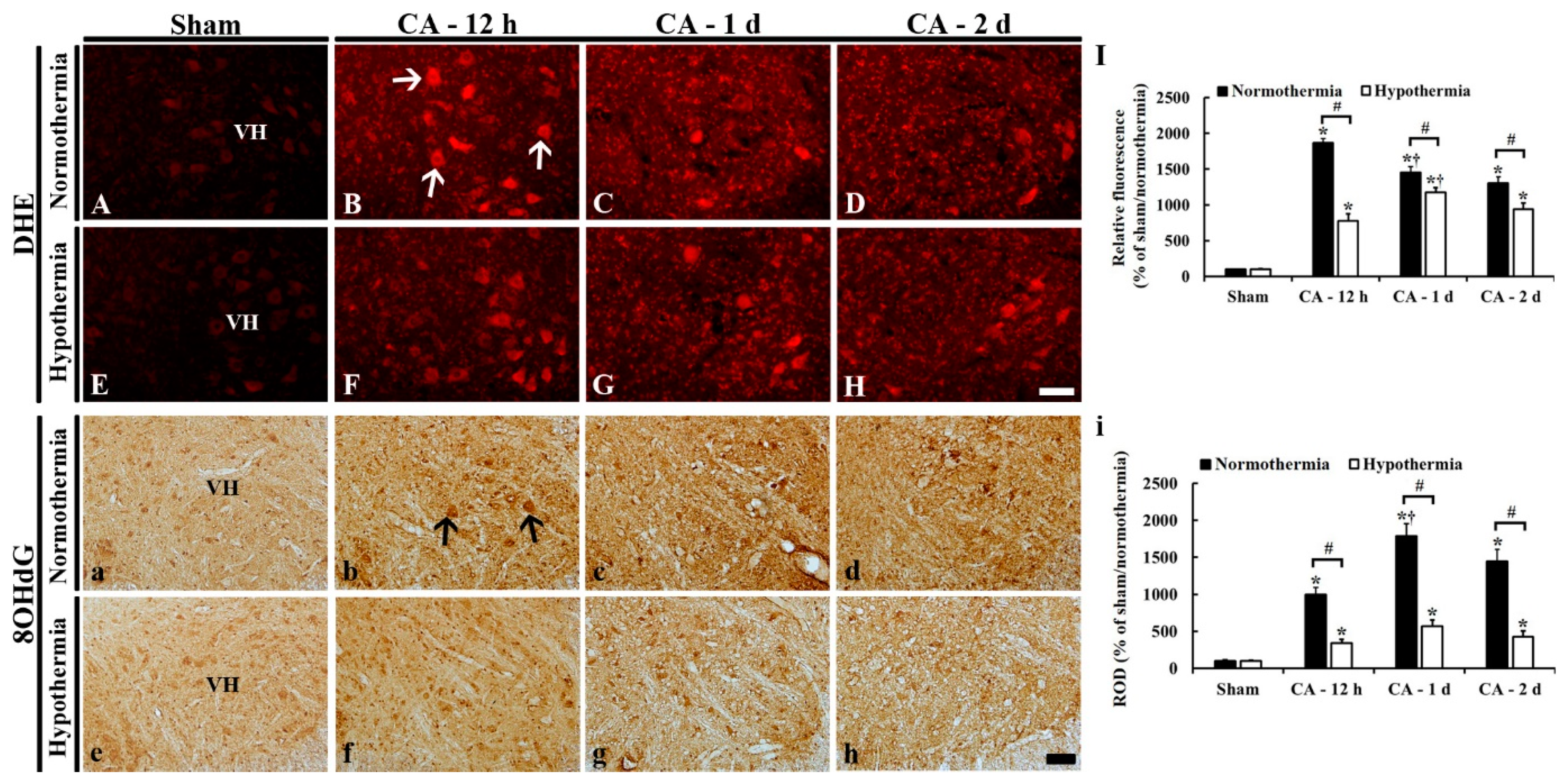 Antioxidants 09 00038 g005