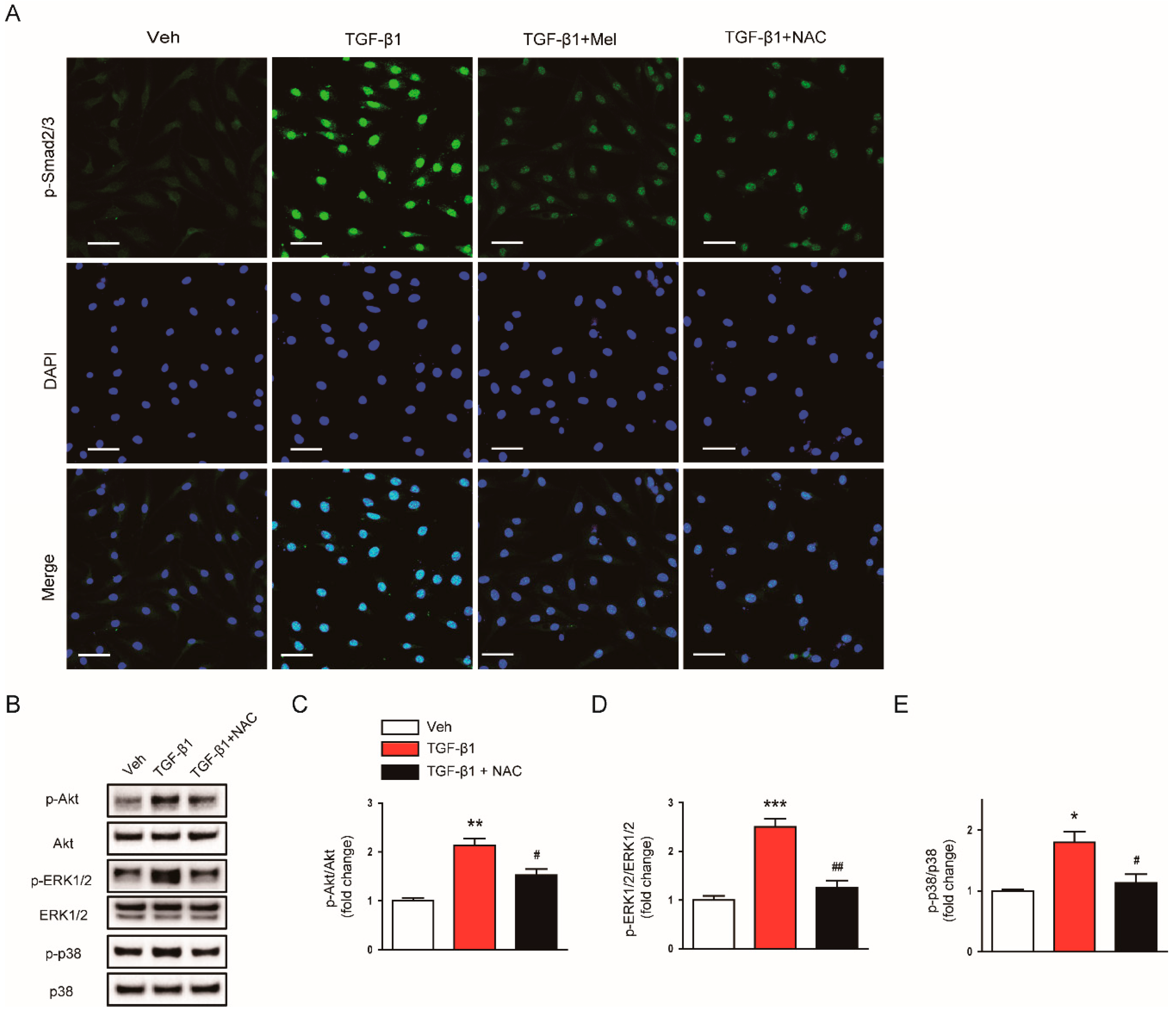 Antioxidants 09 00039 g008