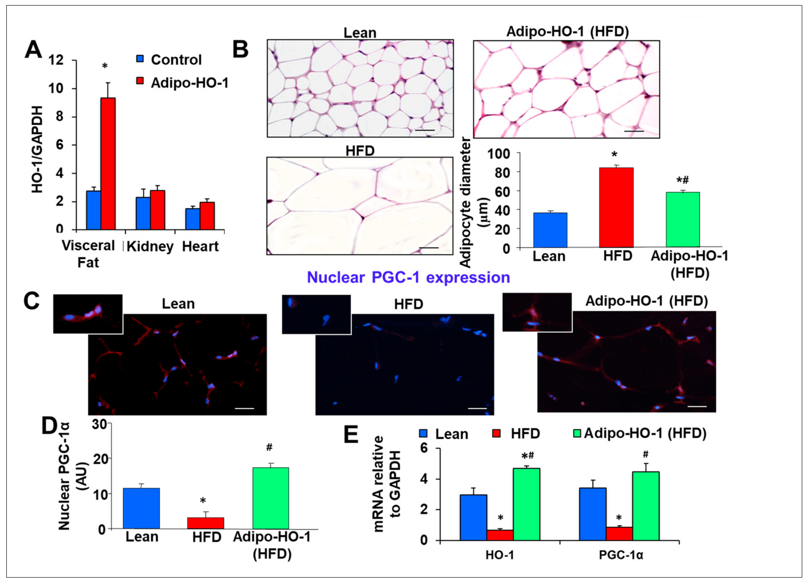 Antioxidants 09 00040 g001a Antioxidants 09 00040 g001a