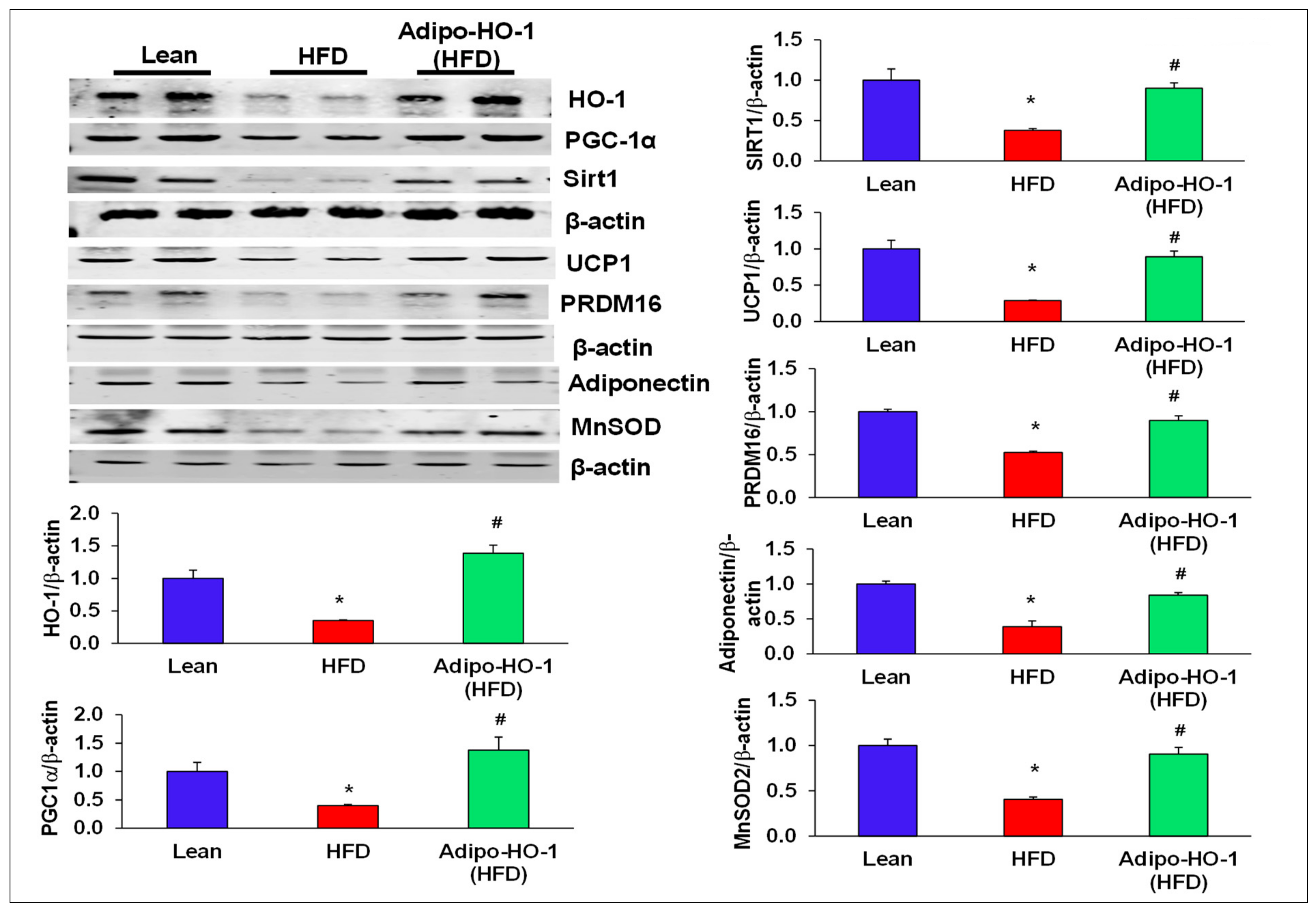 Antioxidants 09 00040 g002 Antioxidants 09 00040 g002