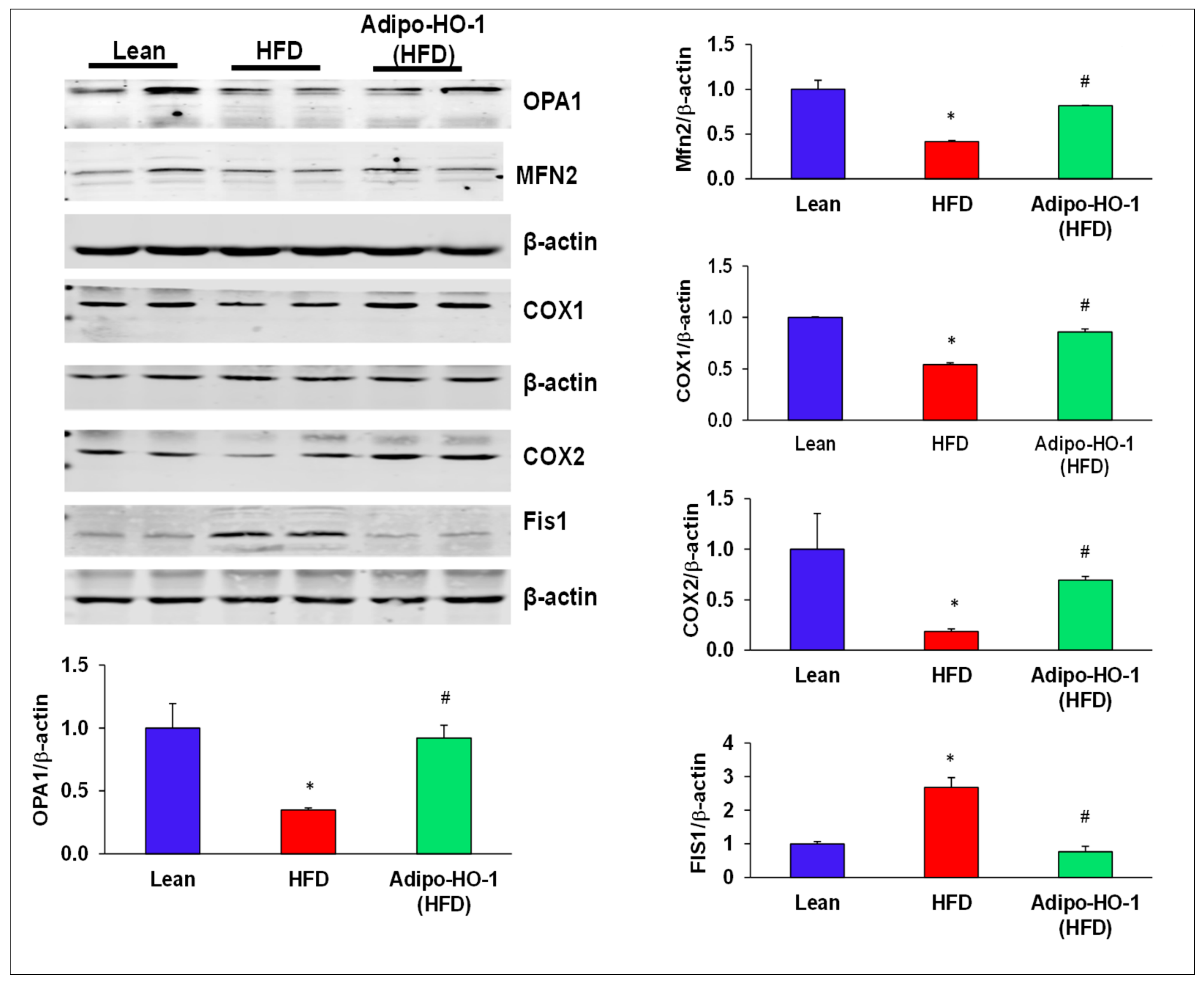 Antioxidants 09 00040 g003 Antioxidants 09 00040 g003