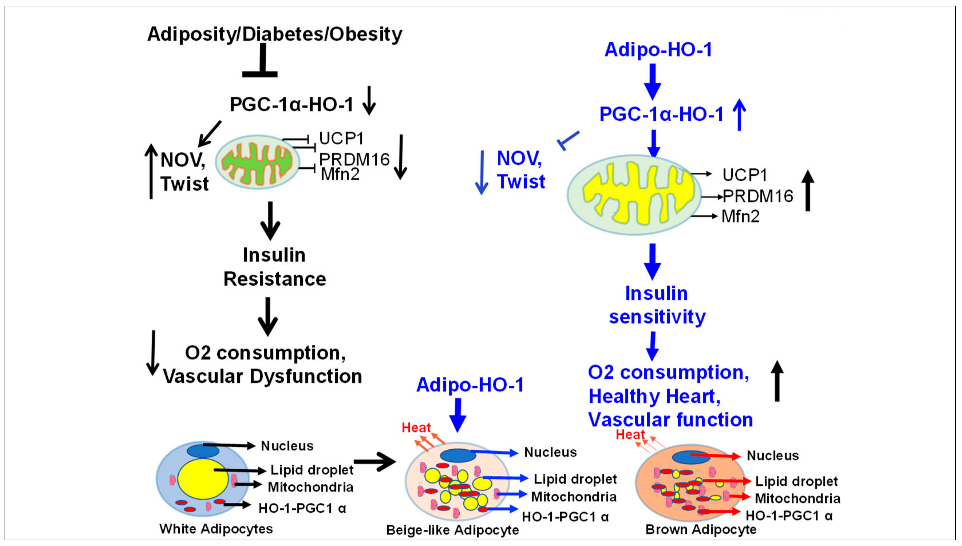 Antioxidants 09 00040 g012 Antioxidants 09 00040 g012