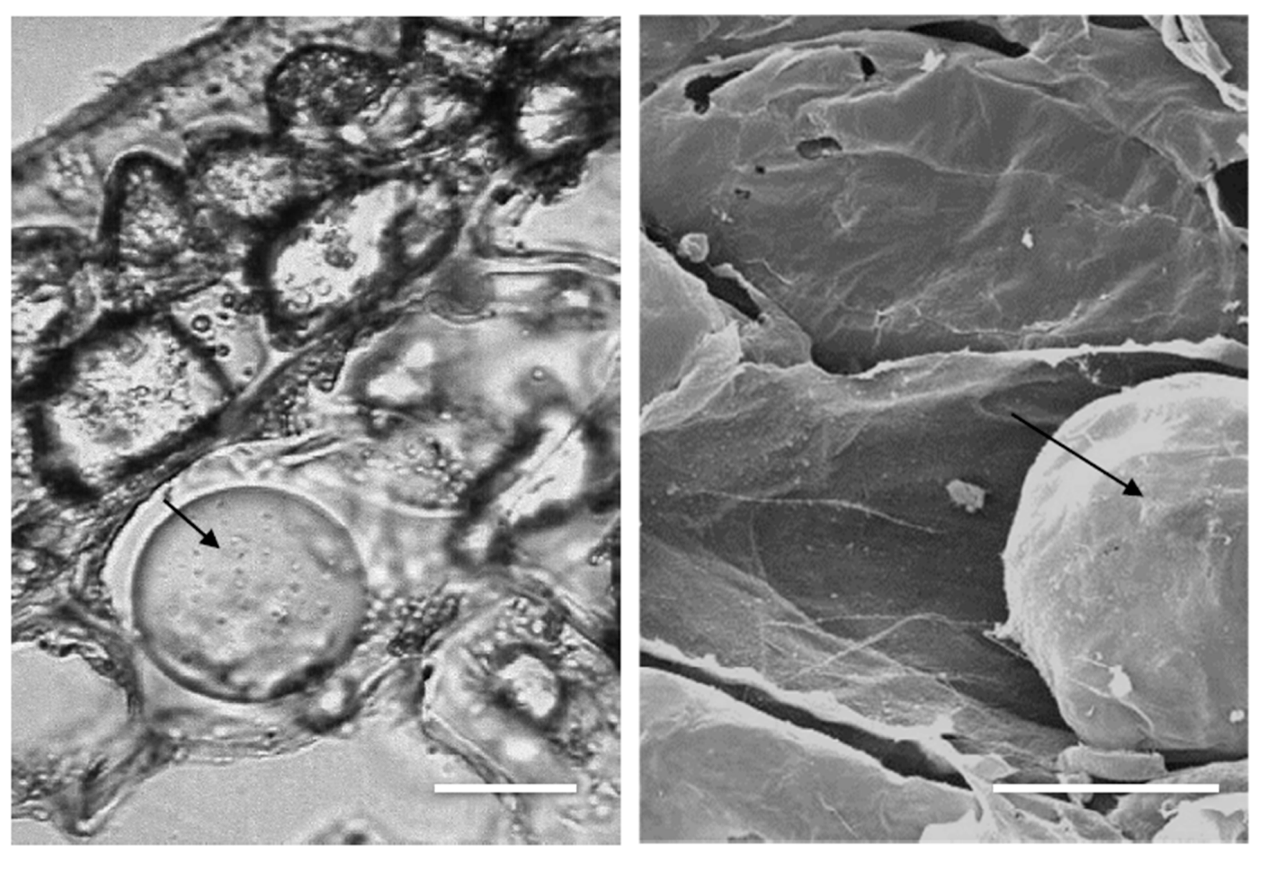 Antioxidants 09 00041 g005