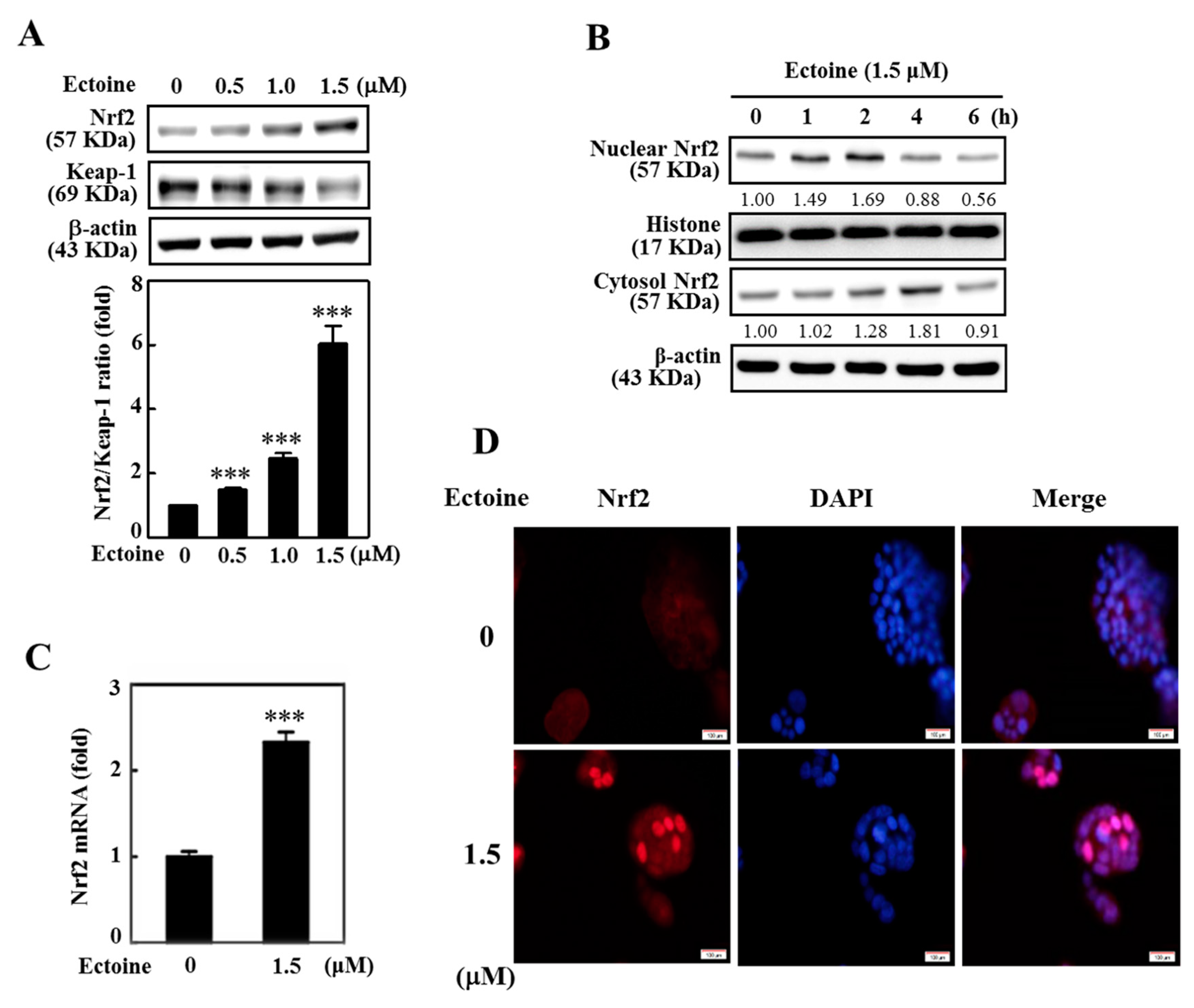 Antioxidants 09 00063 g004