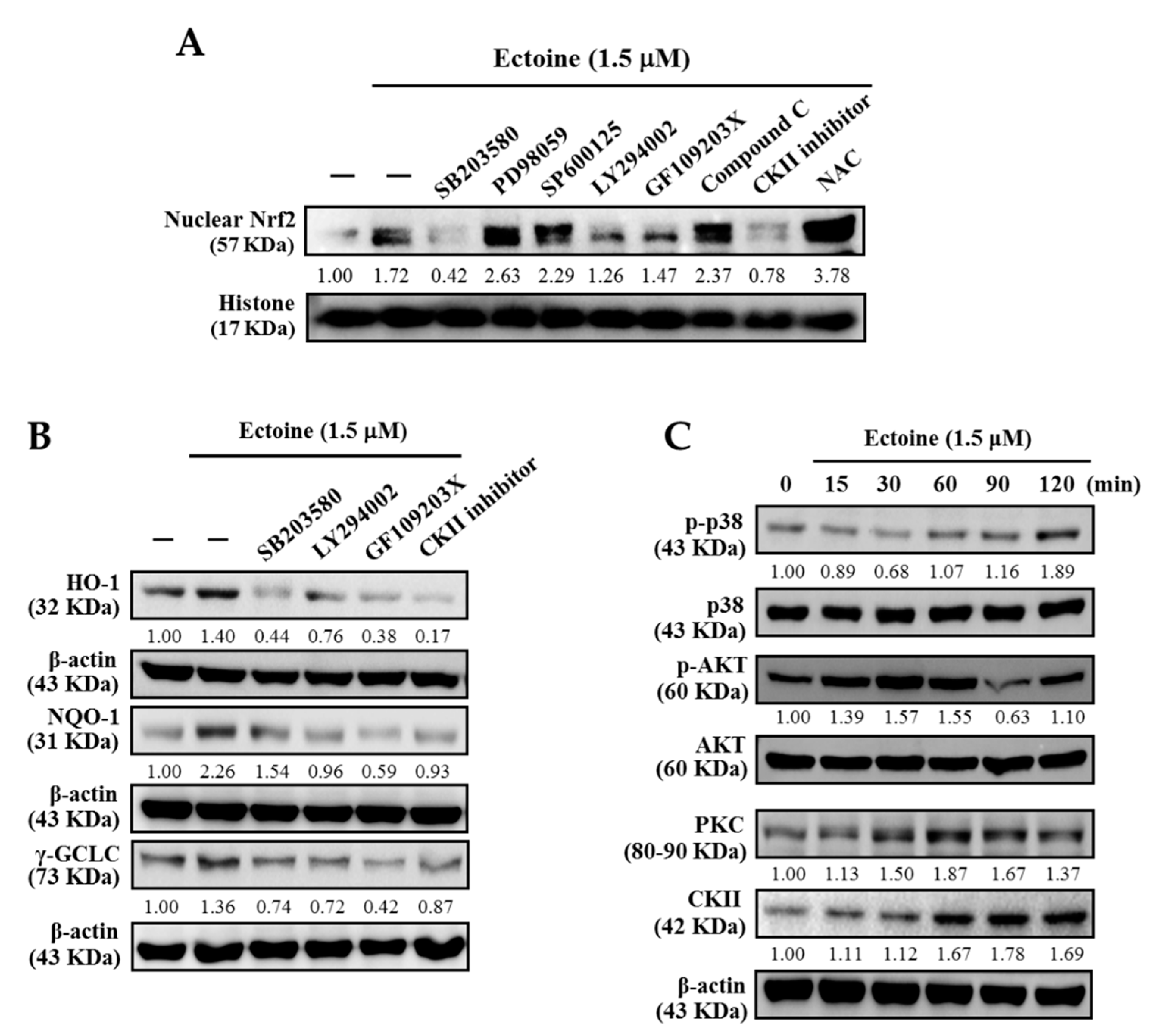 Antioxidants 09 00063 g006