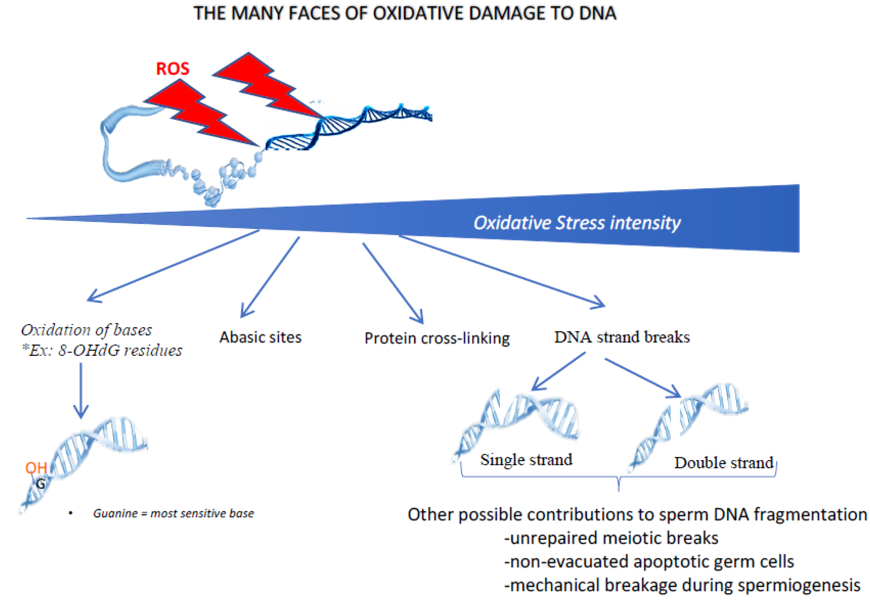 Antioxidants 09 00095 g004