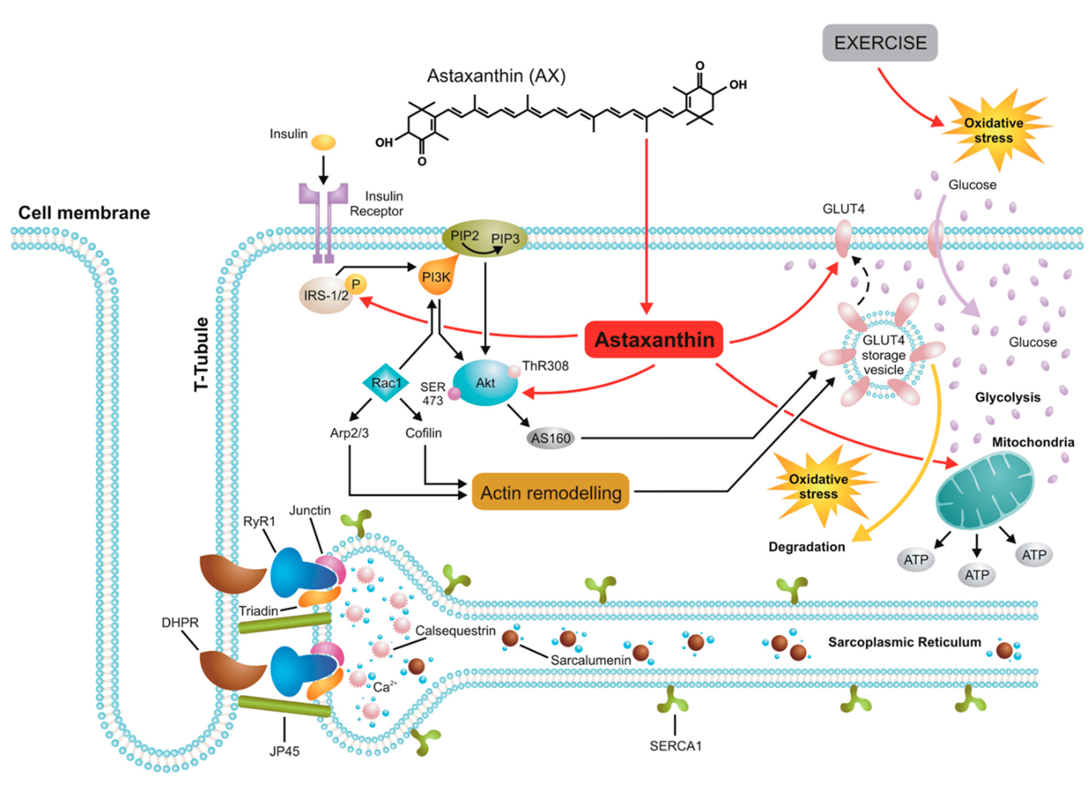 Antioxidants 09 00098 g006