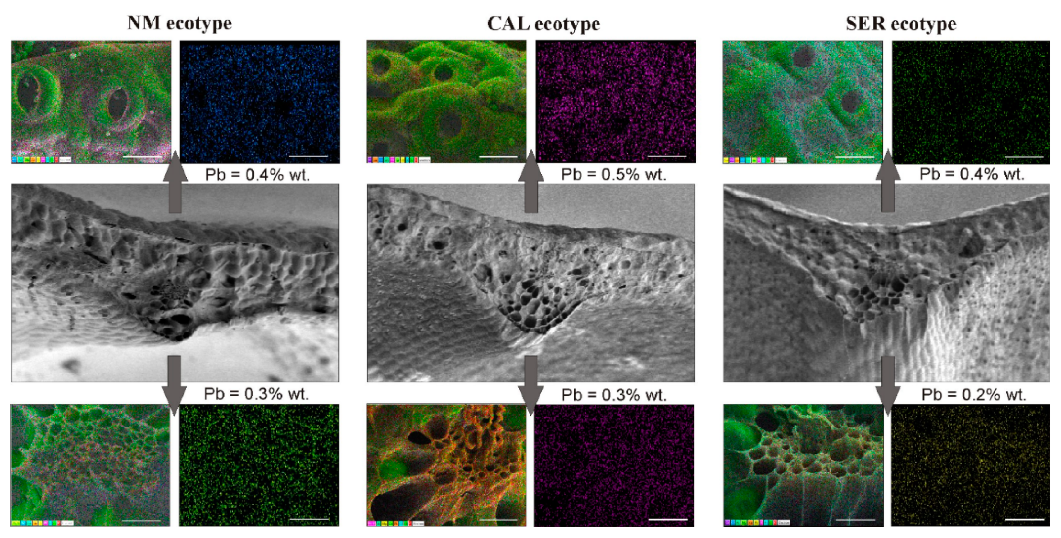 Antioxidants 09 00102 g007