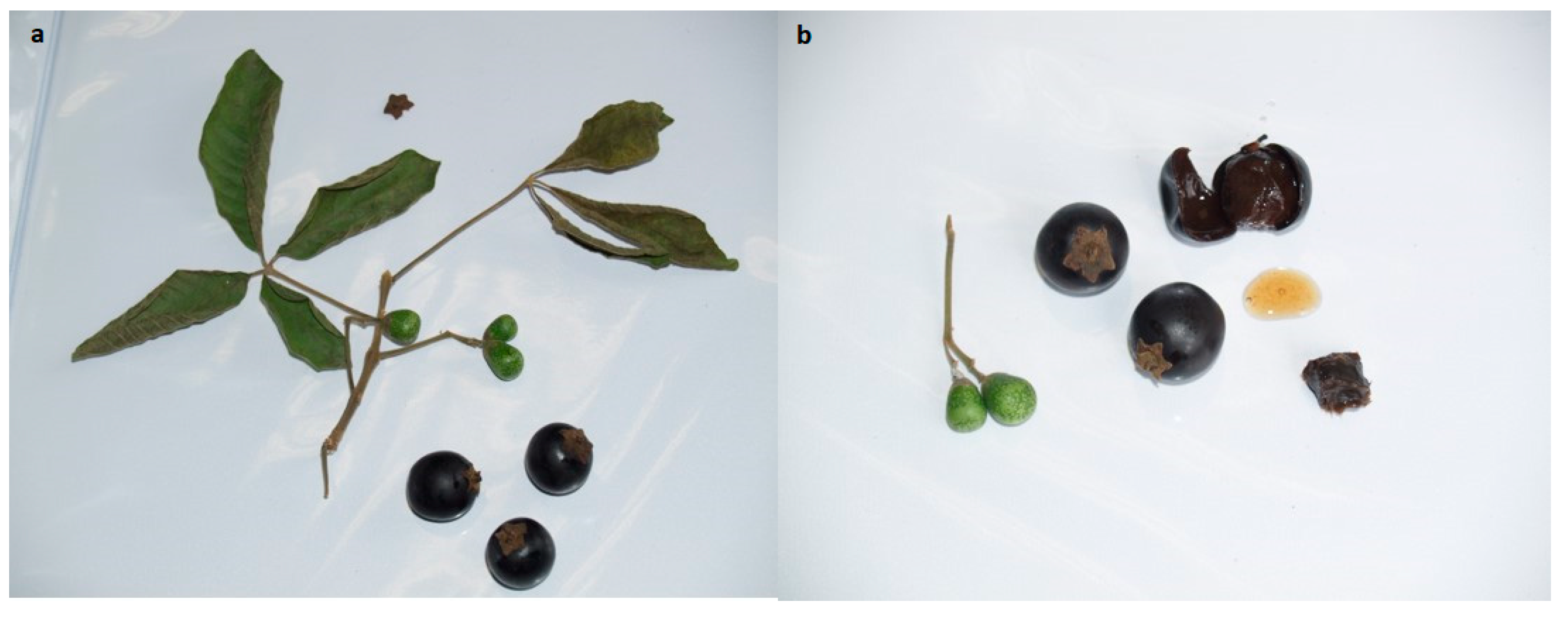 Antioxidants 09 00109 g001