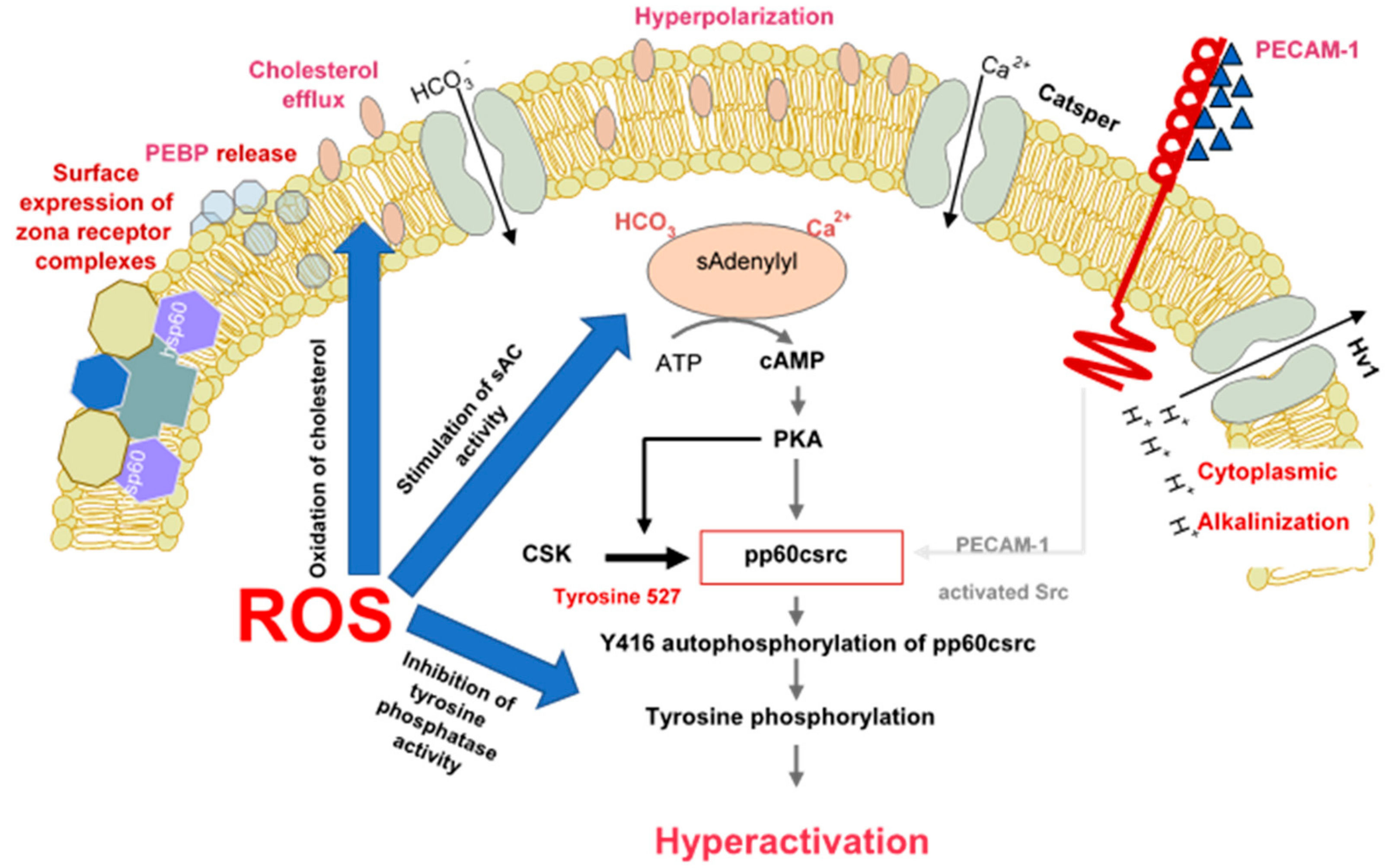 Antioxidants 09 00111 g001
