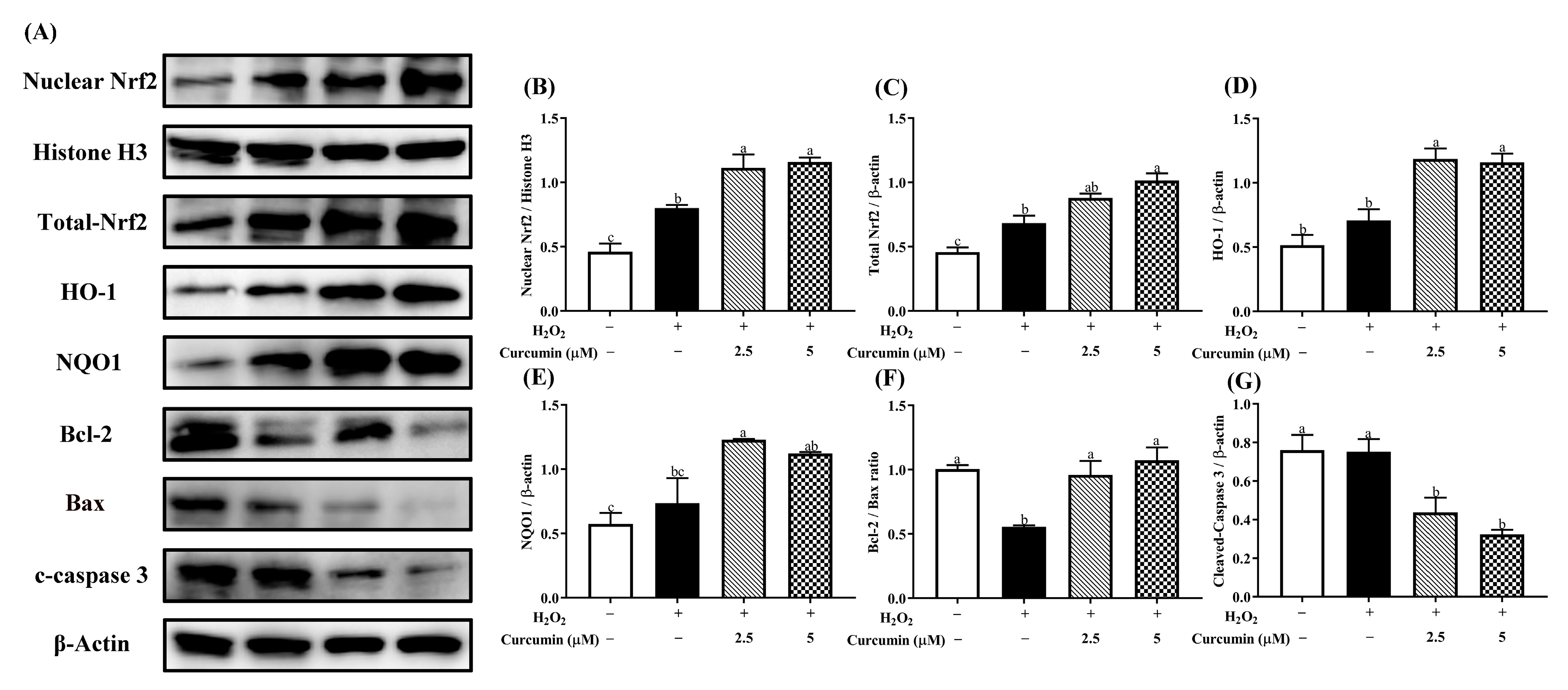 Antioxidants 09 00121 g005