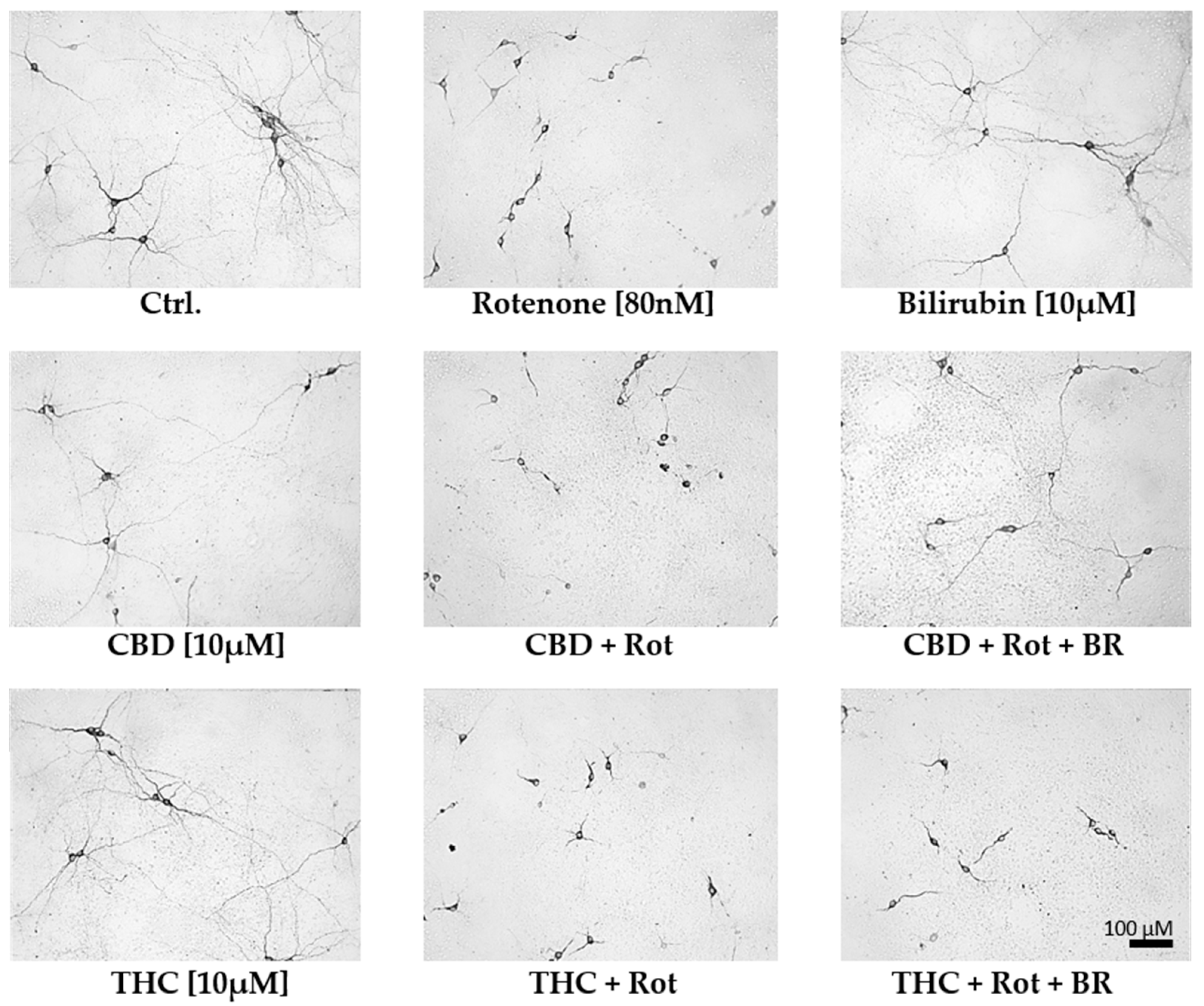 Antioxidants 09 00135 g005