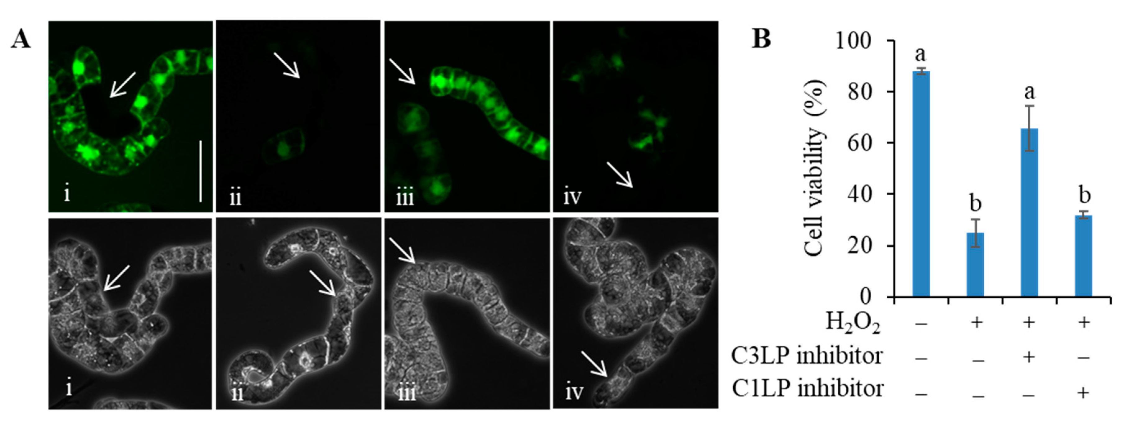 Antioxidants 09 00141 g003
