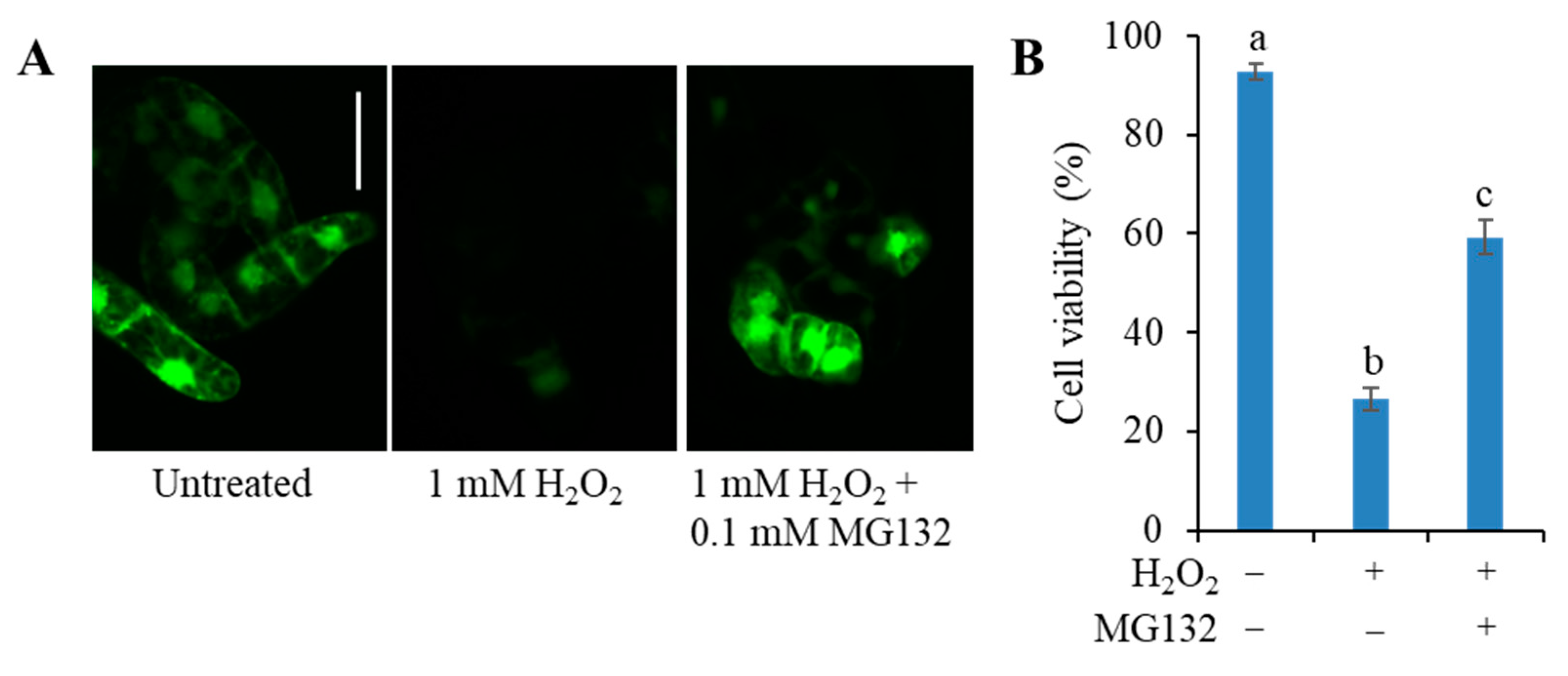 Antioxidants 09 00141 g004