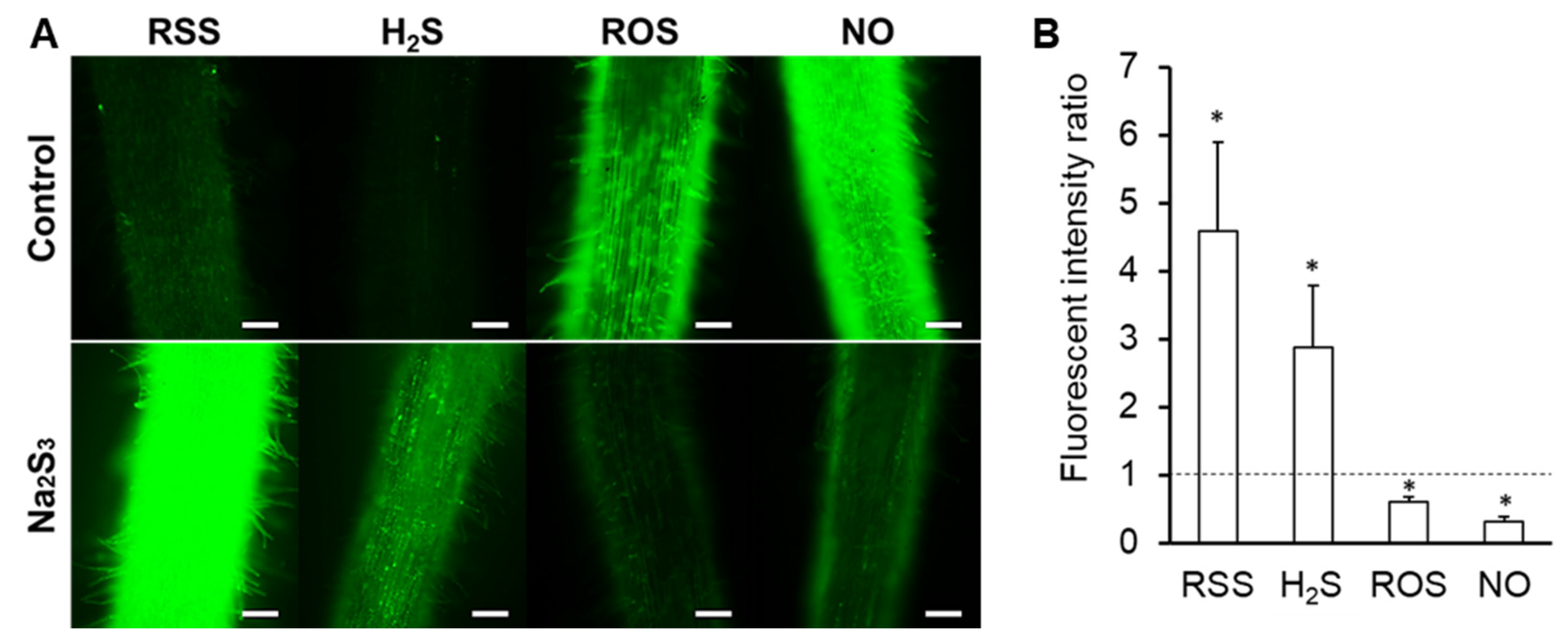 Antioxidants 09 00145 g002