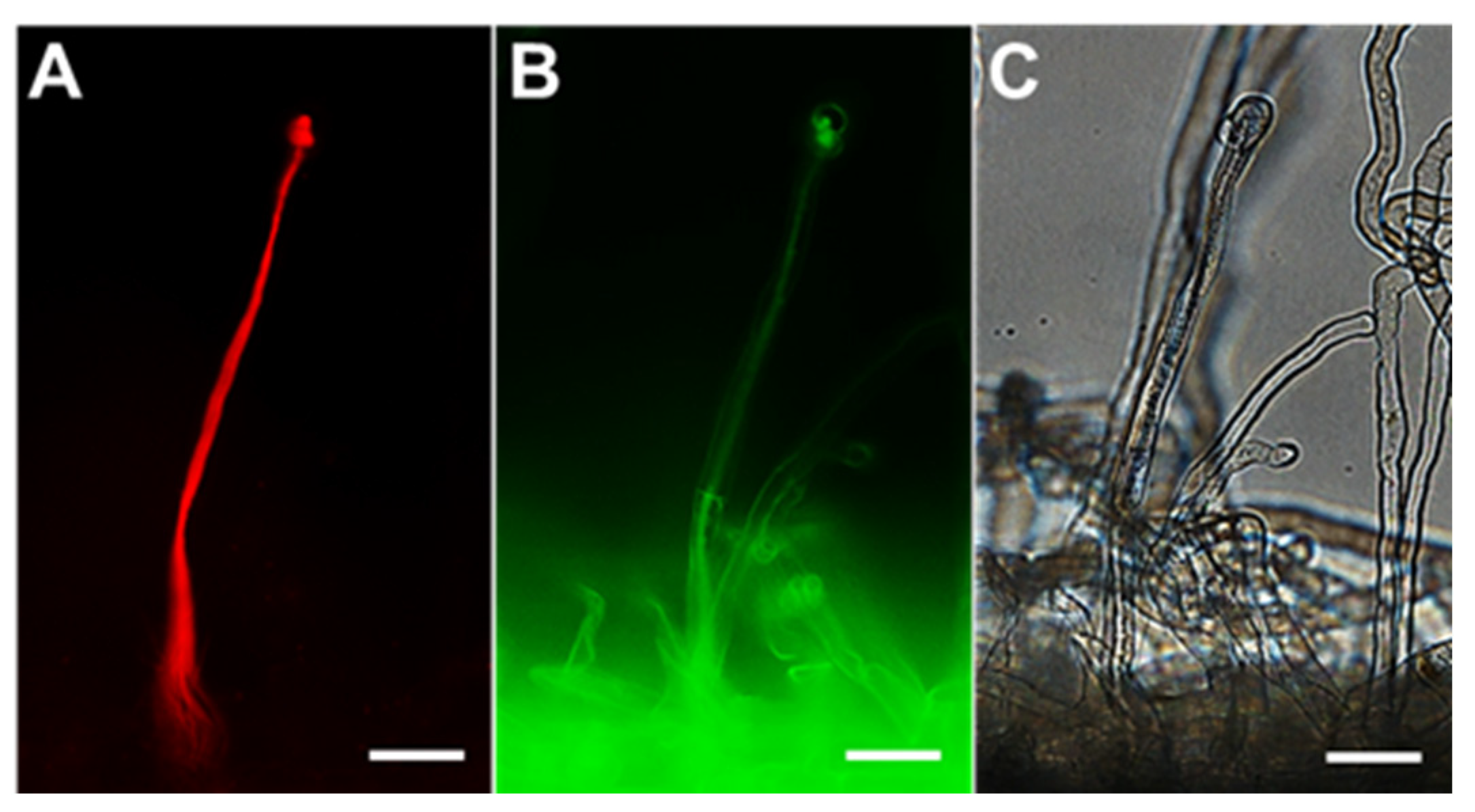Antioxidants 09 00145 g003
