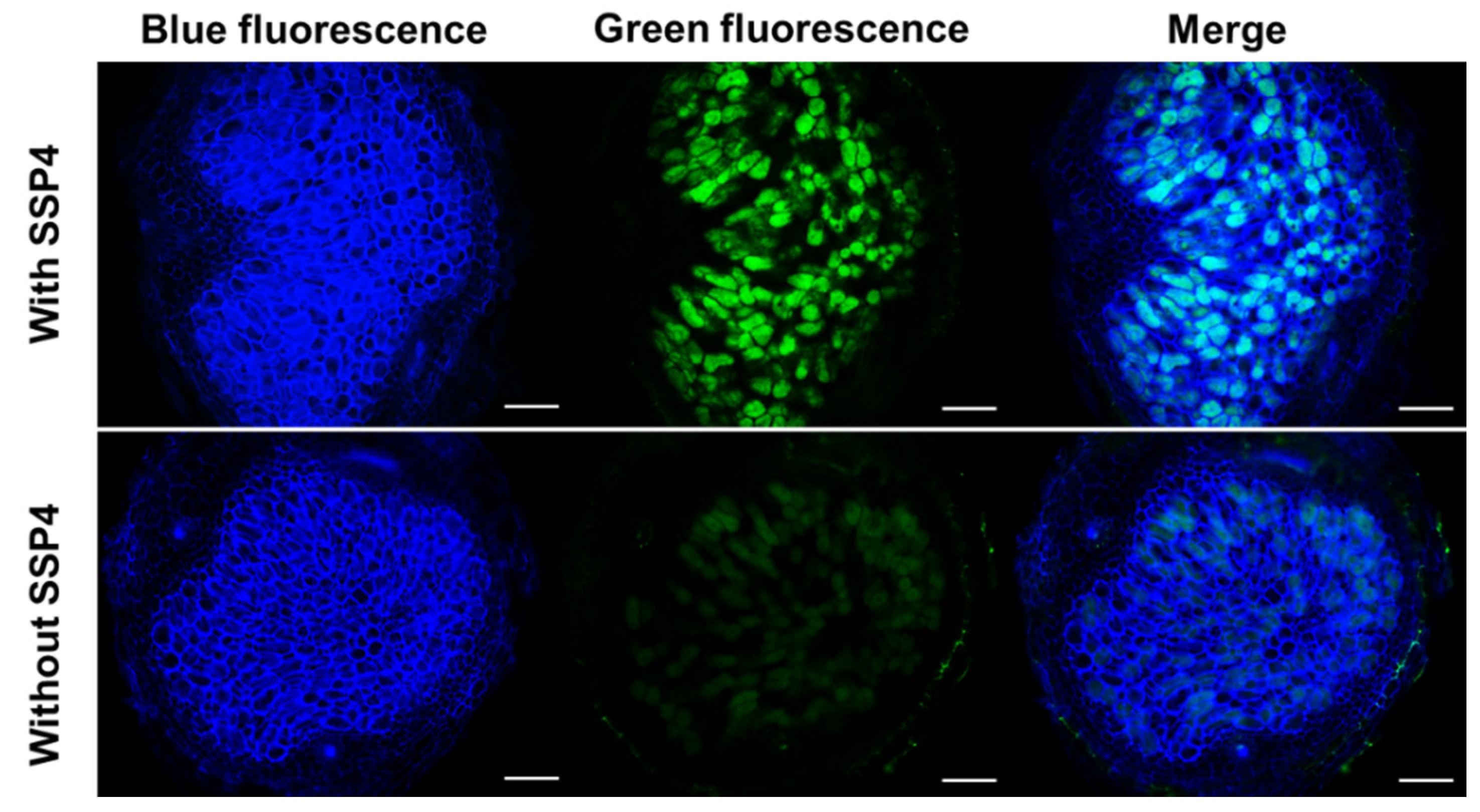 Antioxidants 09 00145 g004