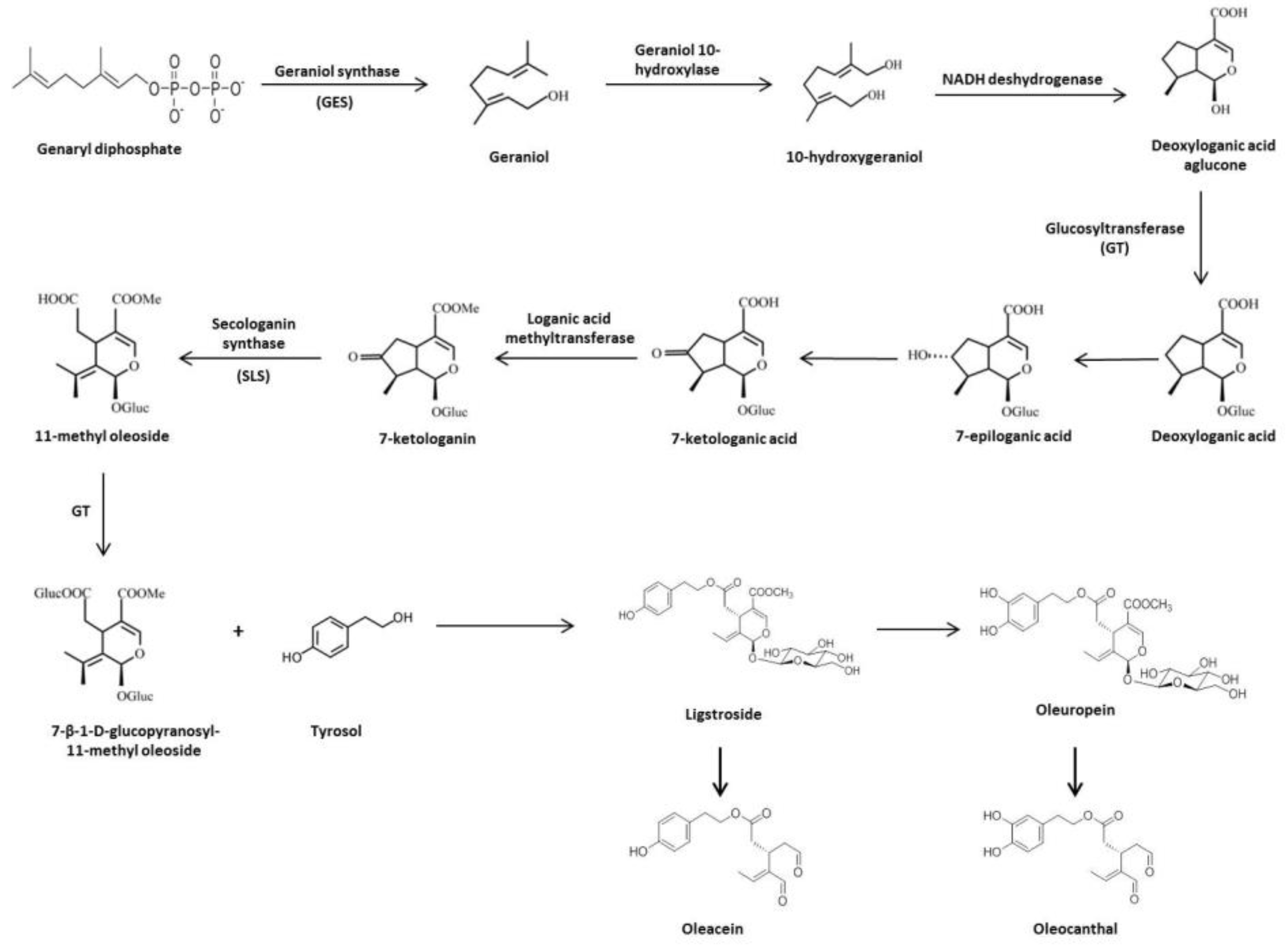 Antioxidants 09 00149 g002