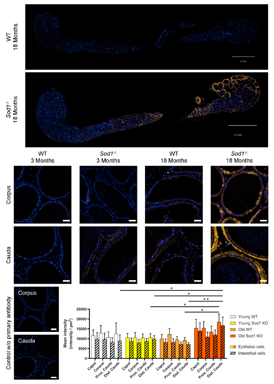 Antioxidants 09 00151 g003