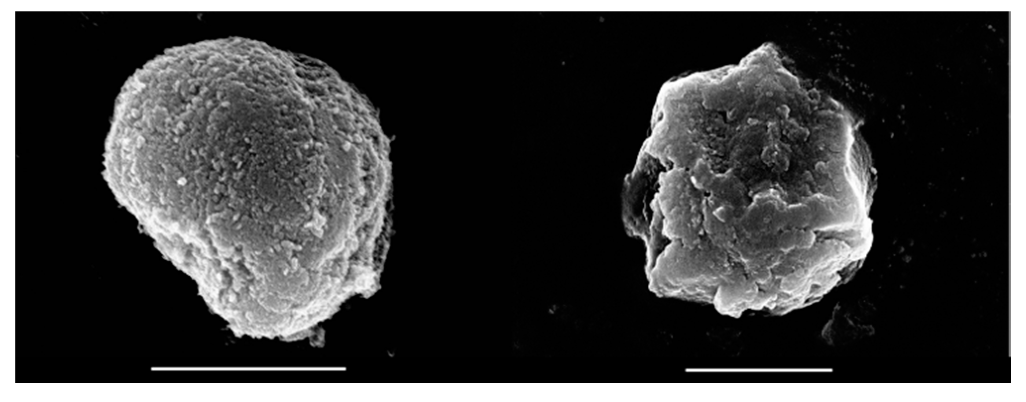 Antioxidants 09 00153 g004
