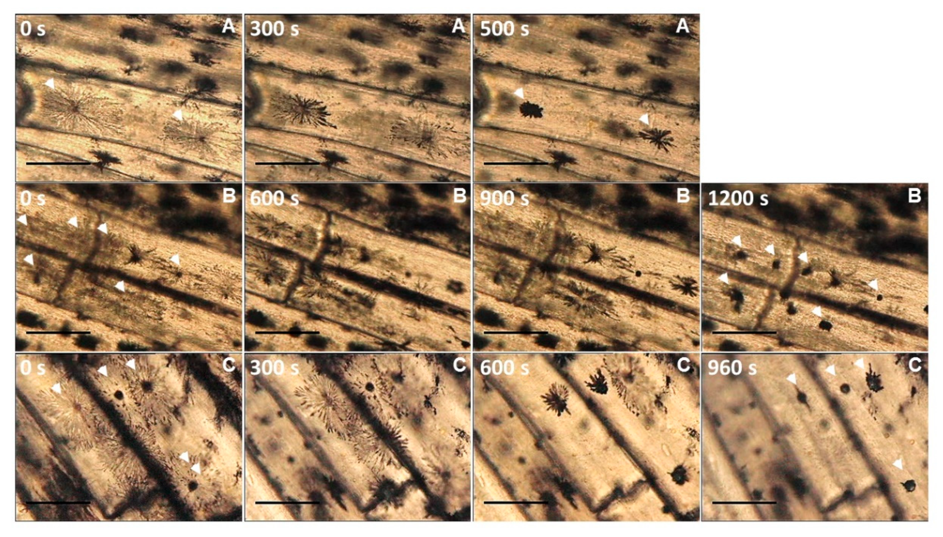 Antioxidants 09 00158 g003