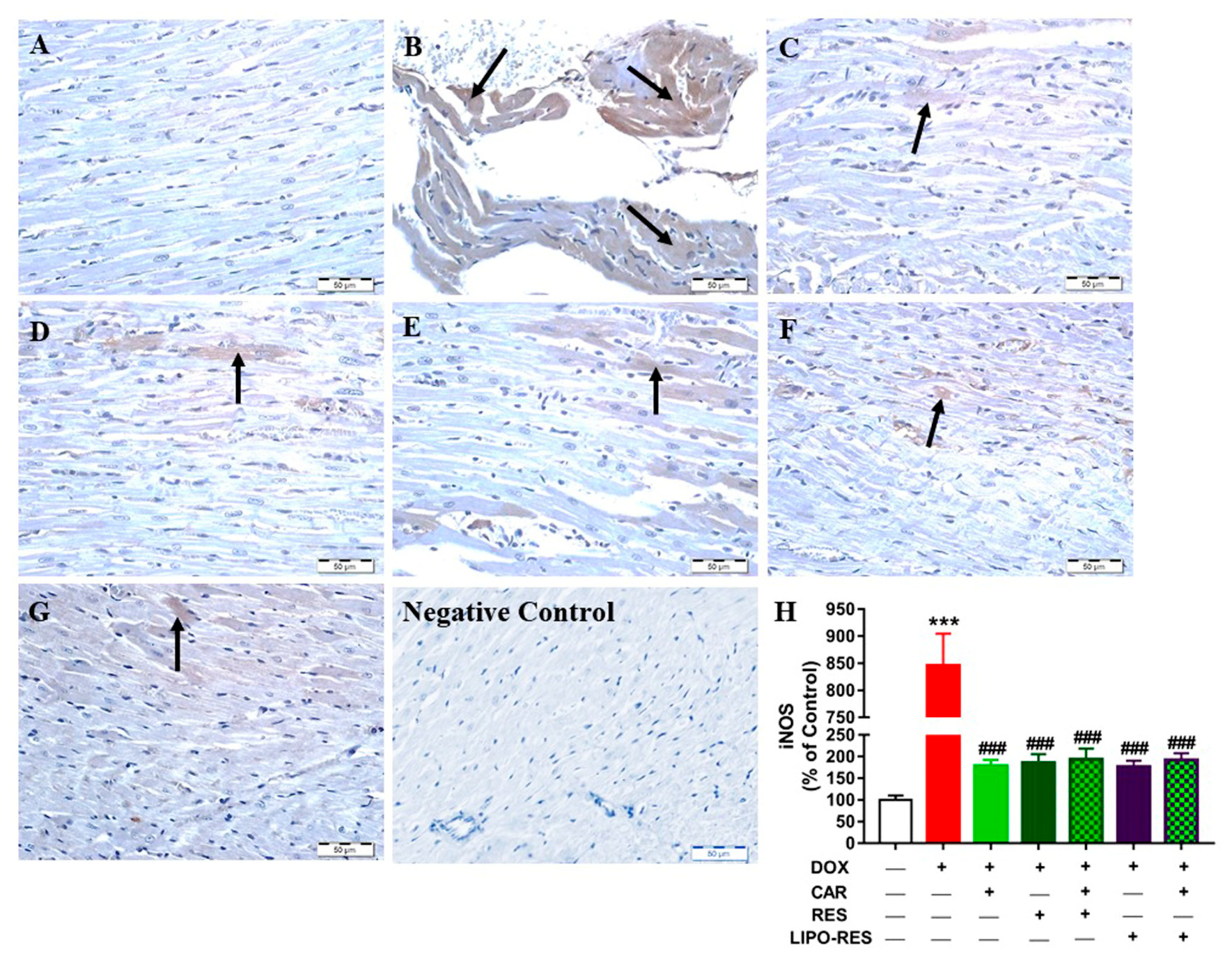 Antioxidants 09 00159 g004