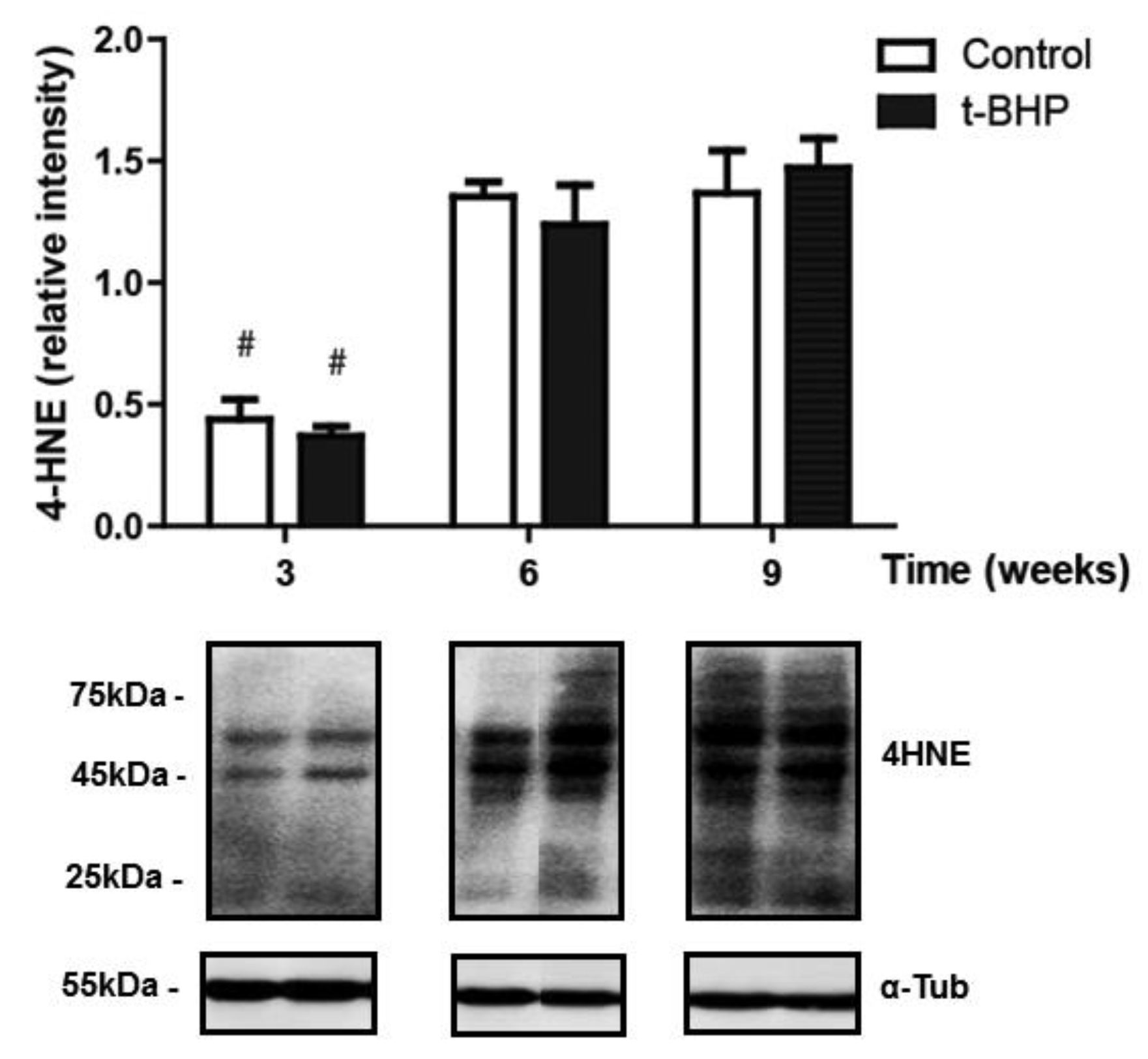 Antioxidants 09 00170 g008