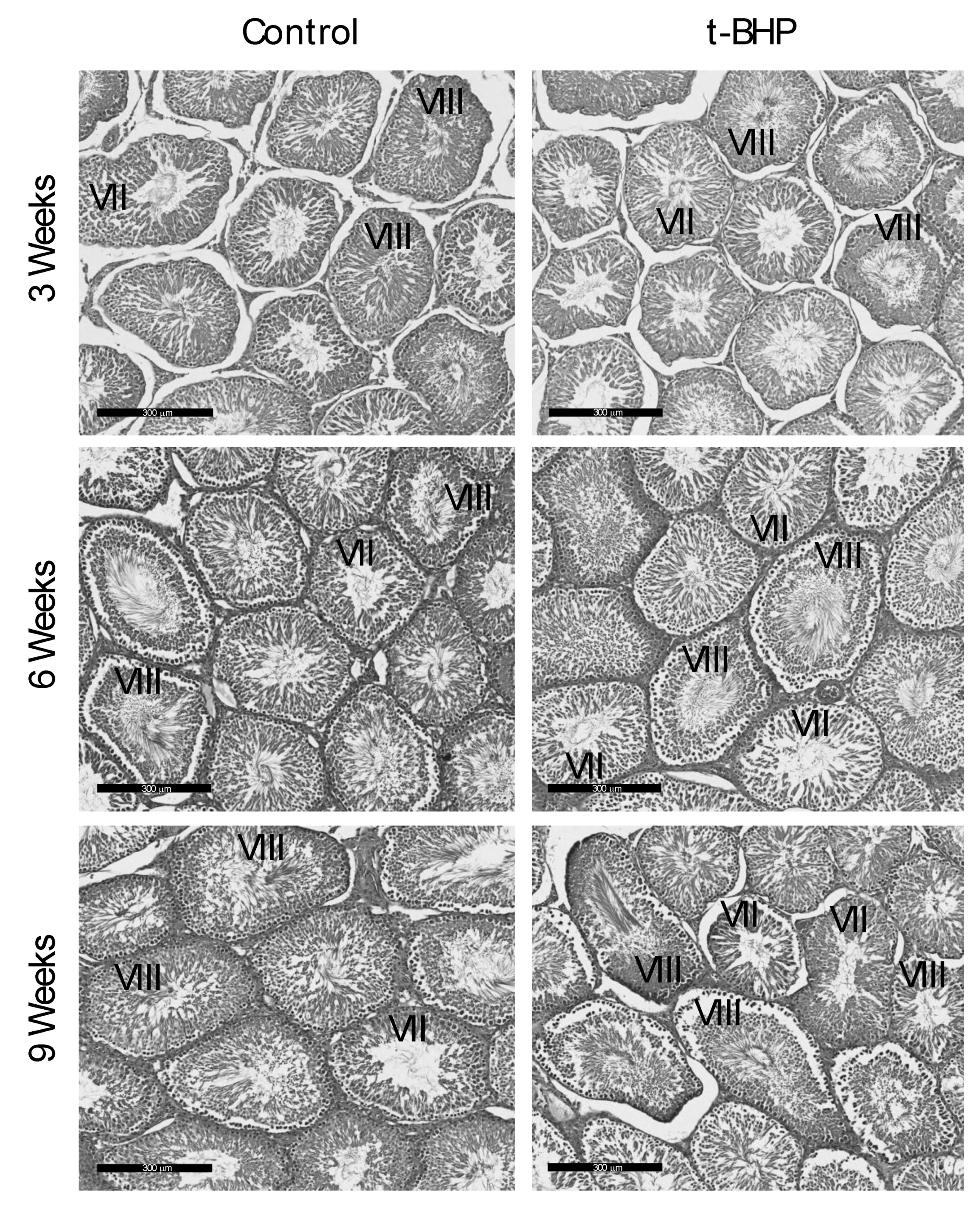 Antioxidants 09 00170 g010