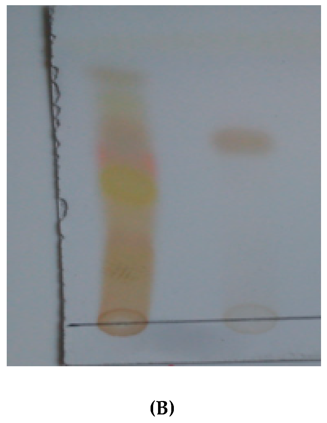 Antioxidants 09 00173 g006b Antioxidants 09 00173 g006b