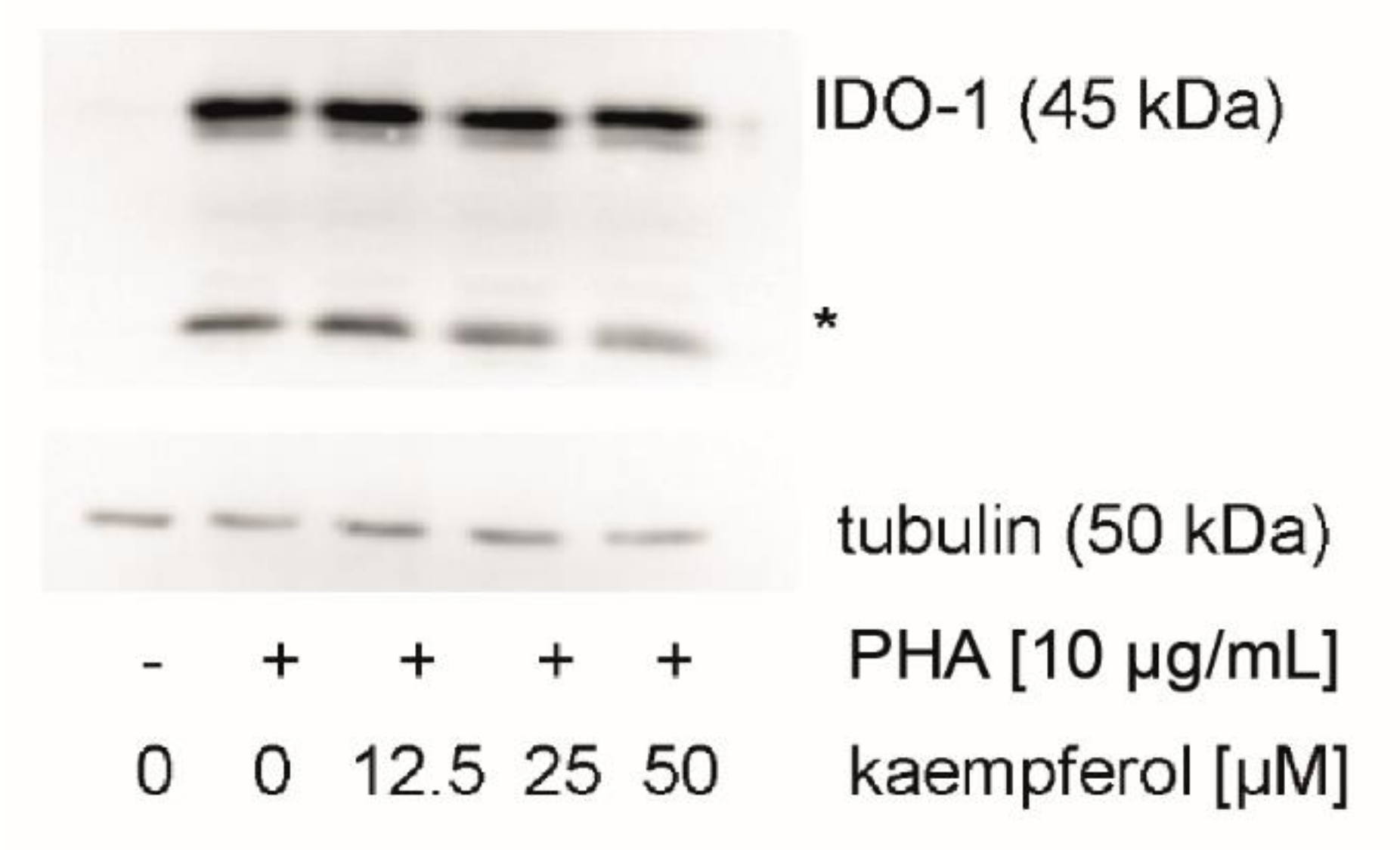 Antioxidants 09 00180 g006