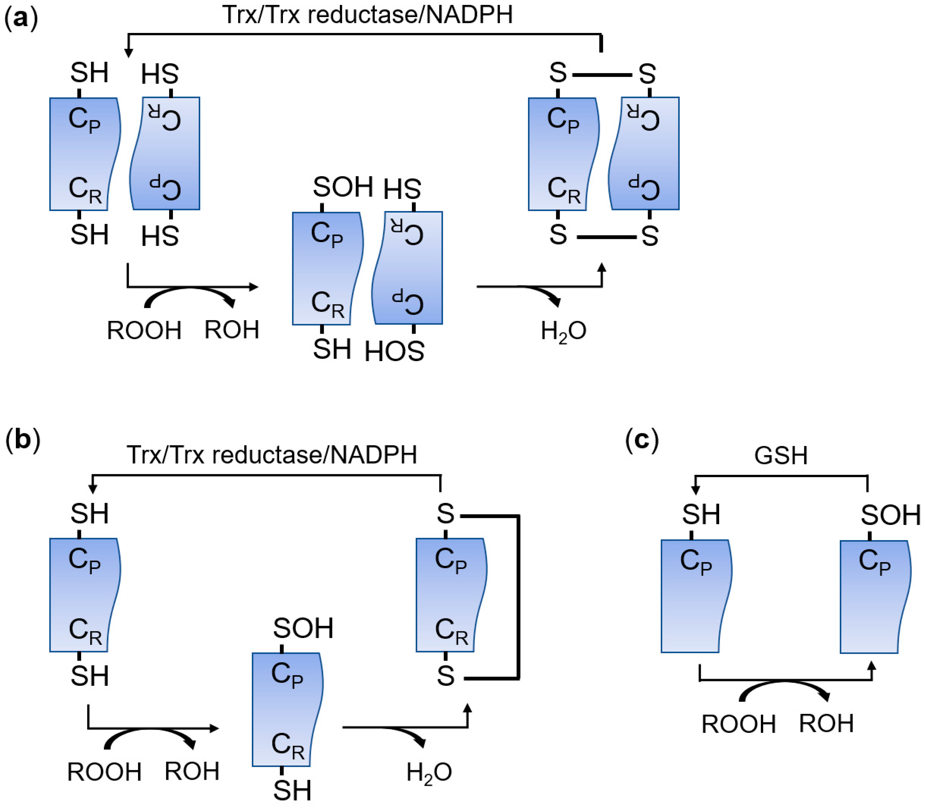 Antioxidants 09 00182 g001