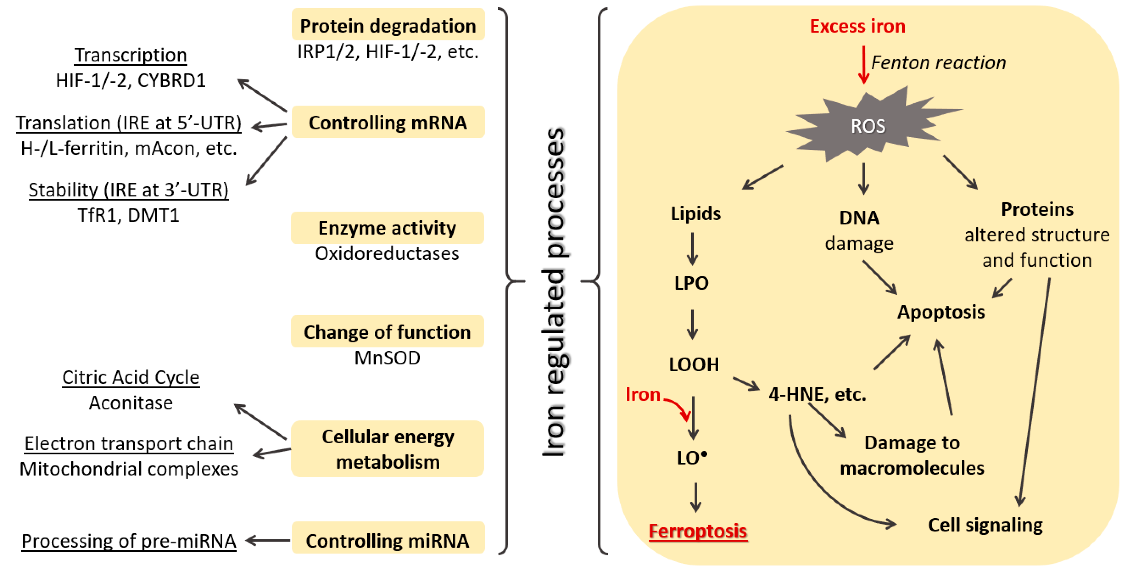 Antioxidants 09 00191 g001