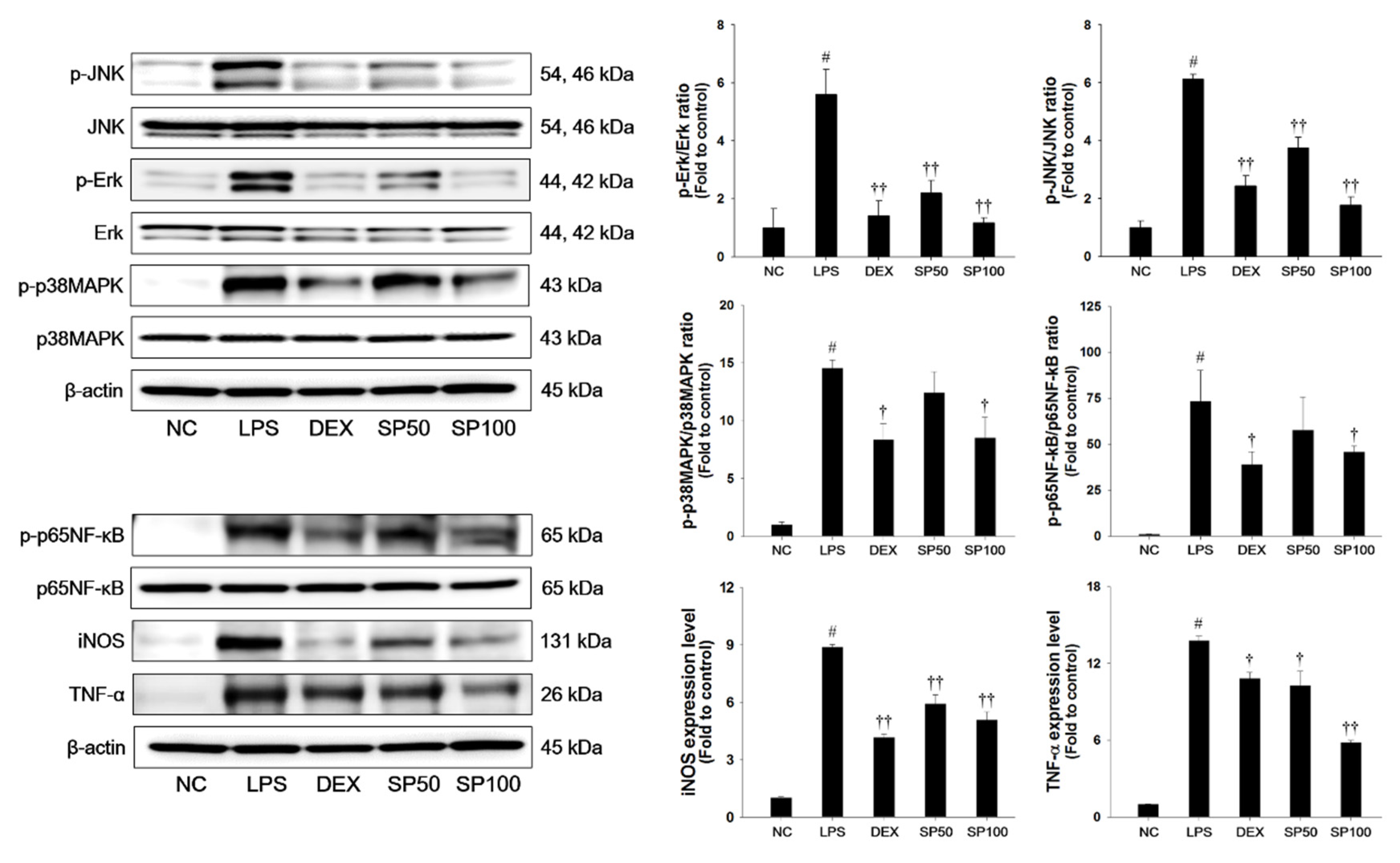 Antioxidants 09 00198 g004 Antioxidants 09 00198 g004