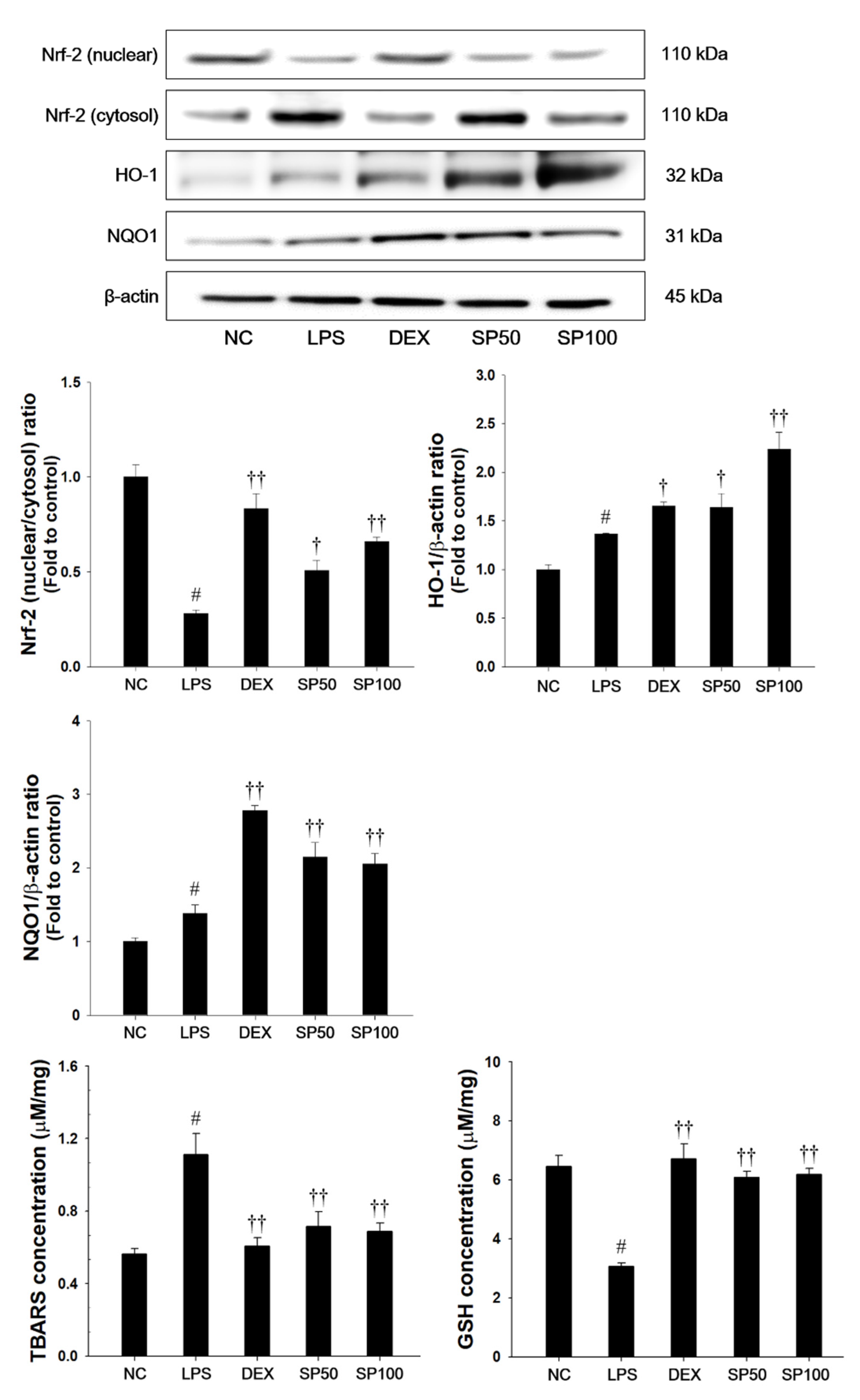 Antioxidants 09 00198 g005 Antioxidants 09 00198 g005