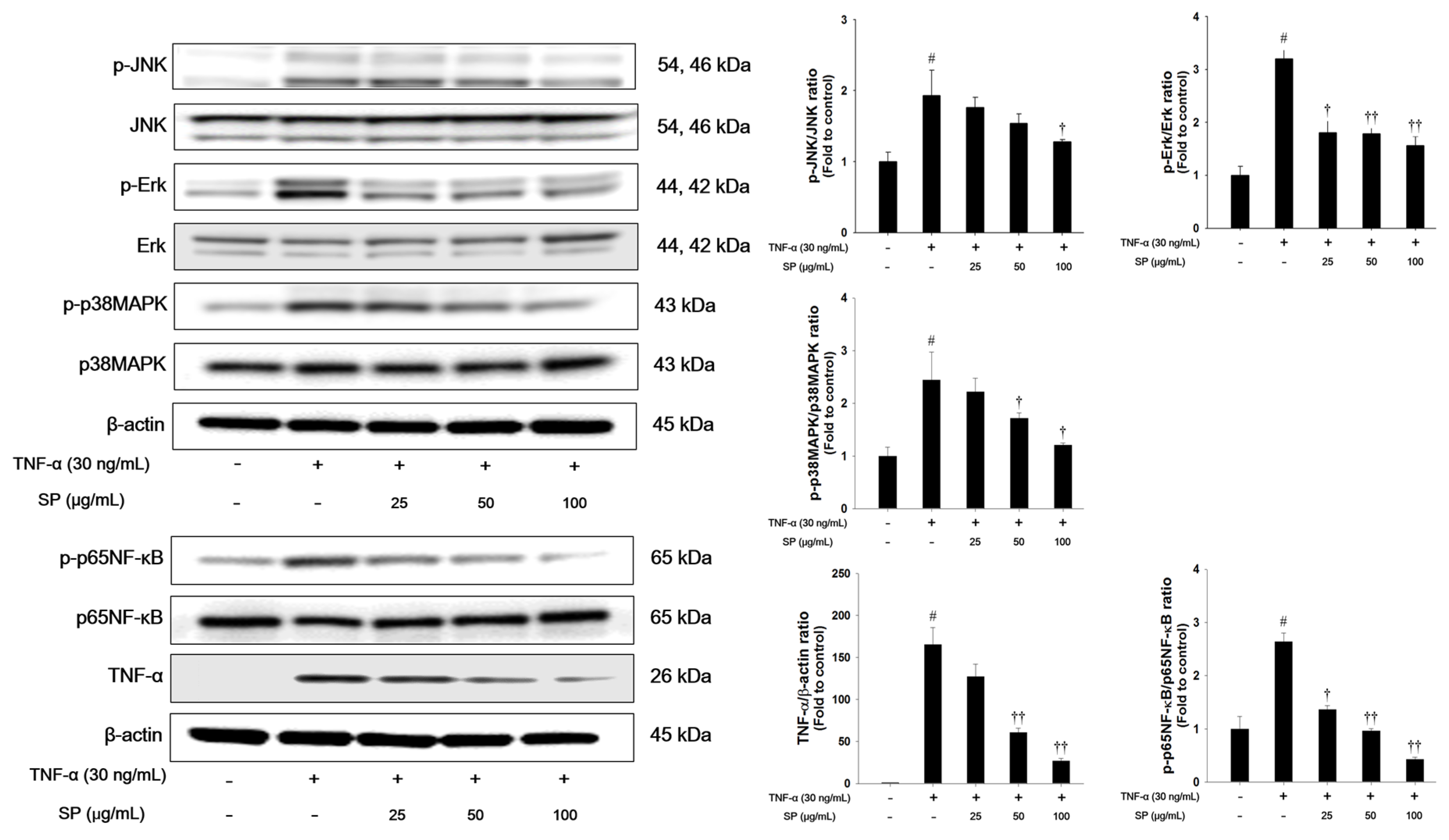 Antioxidants 09 00198 g007 Antioxidants 09 00198 g007