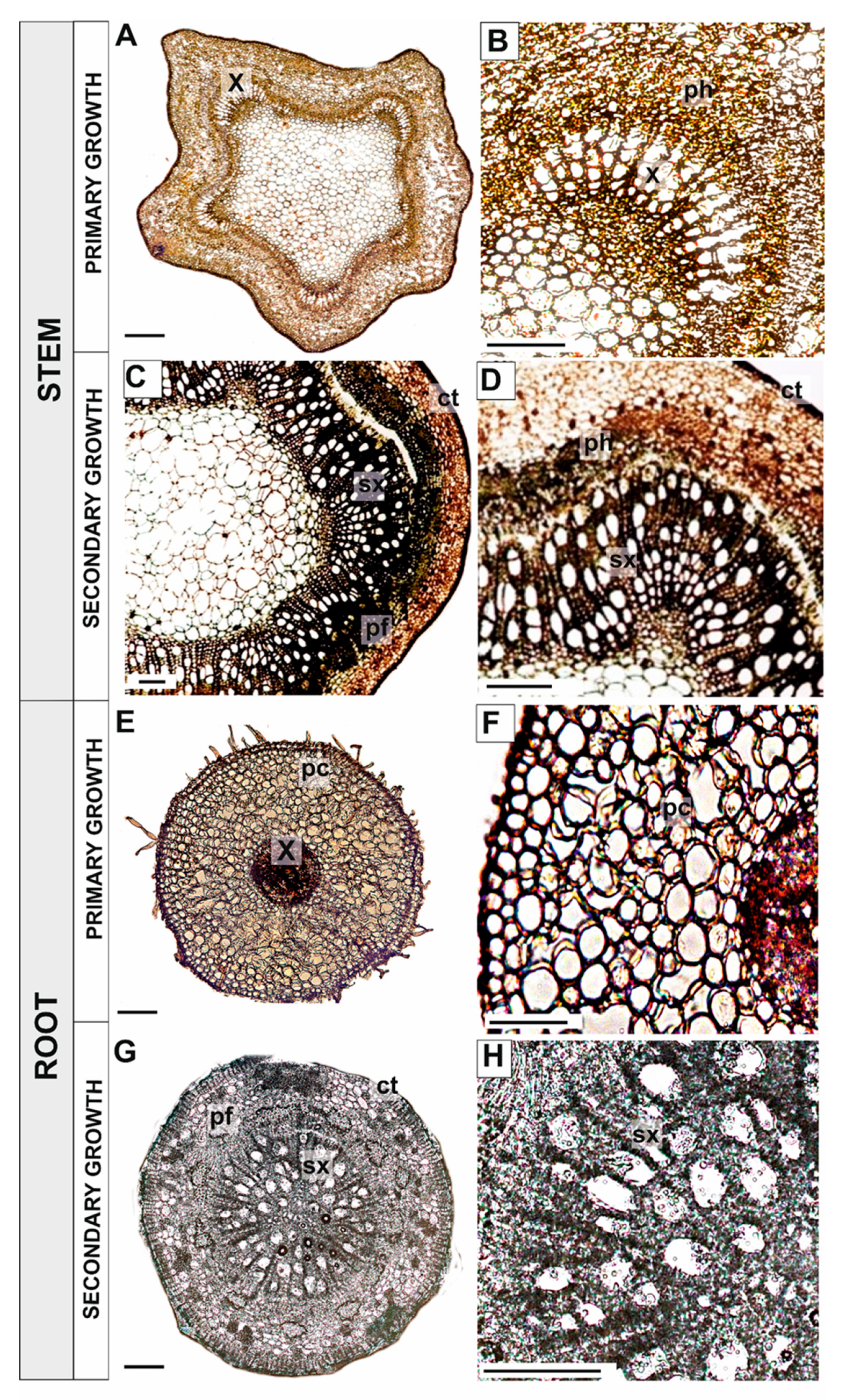 Antioxidants 09 00199 g005