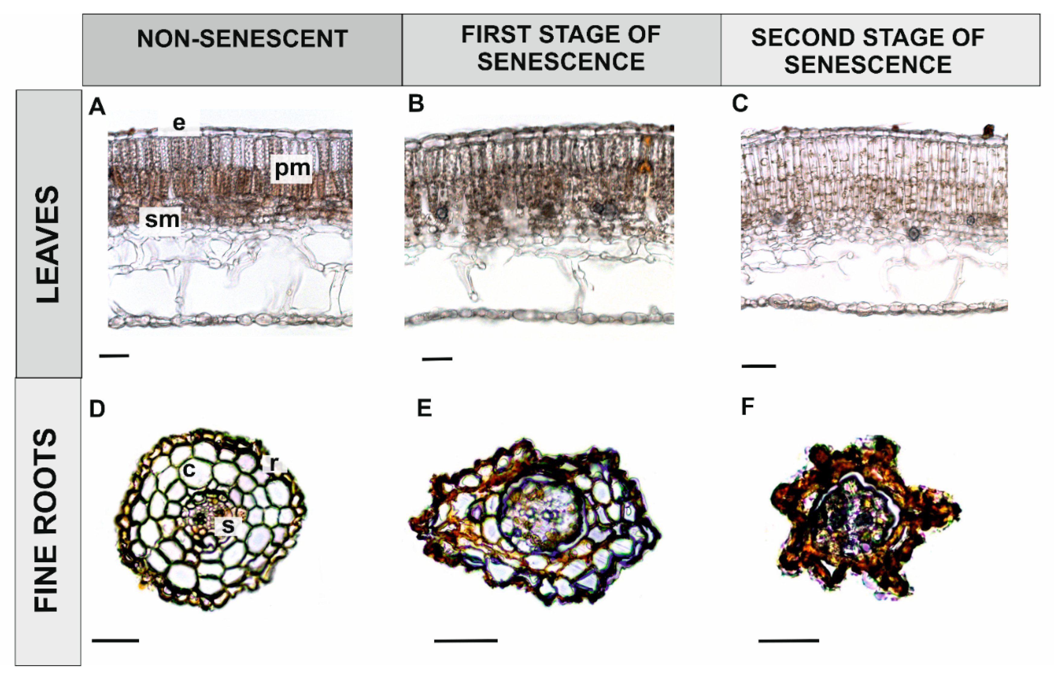 Antioxidants 09 00199 g006