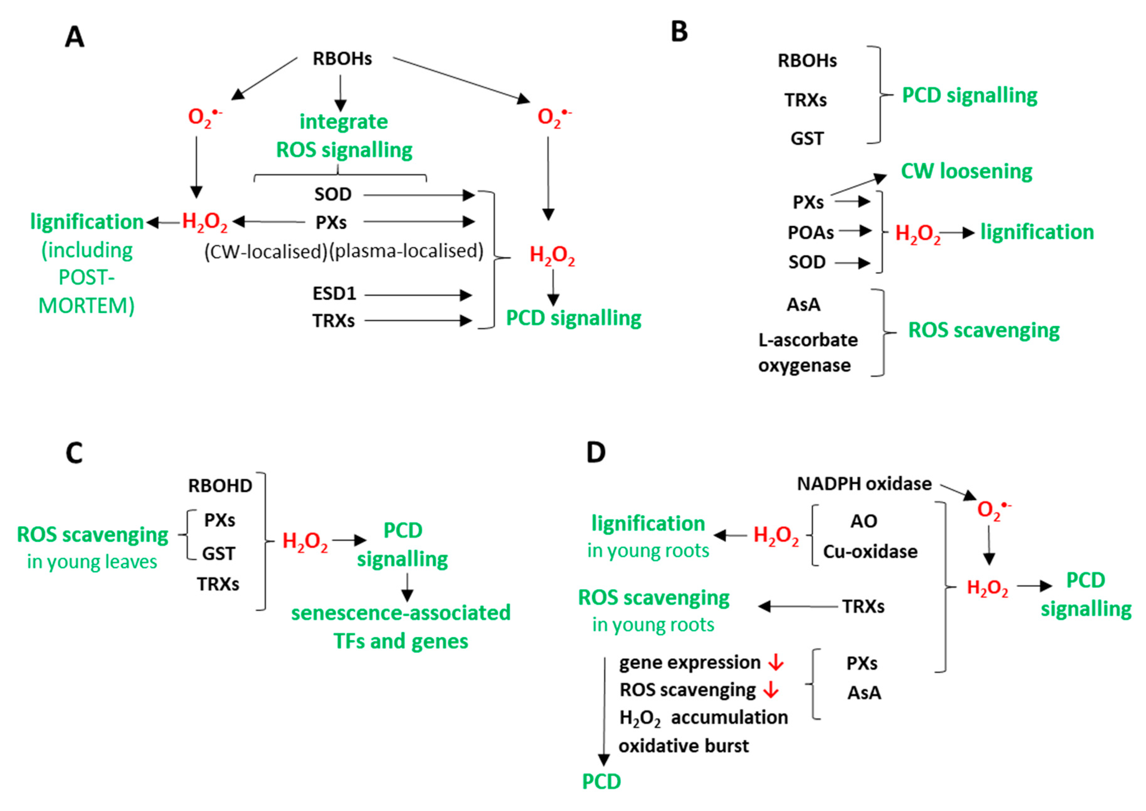 Antioxidants 09 00199 g007