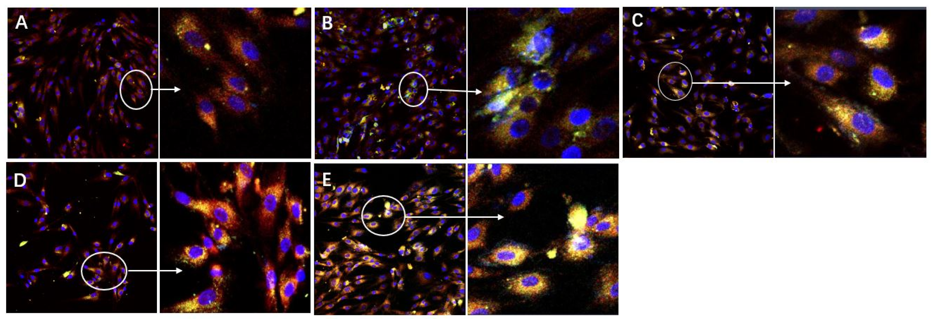 Antioxidants 09 00205 g002