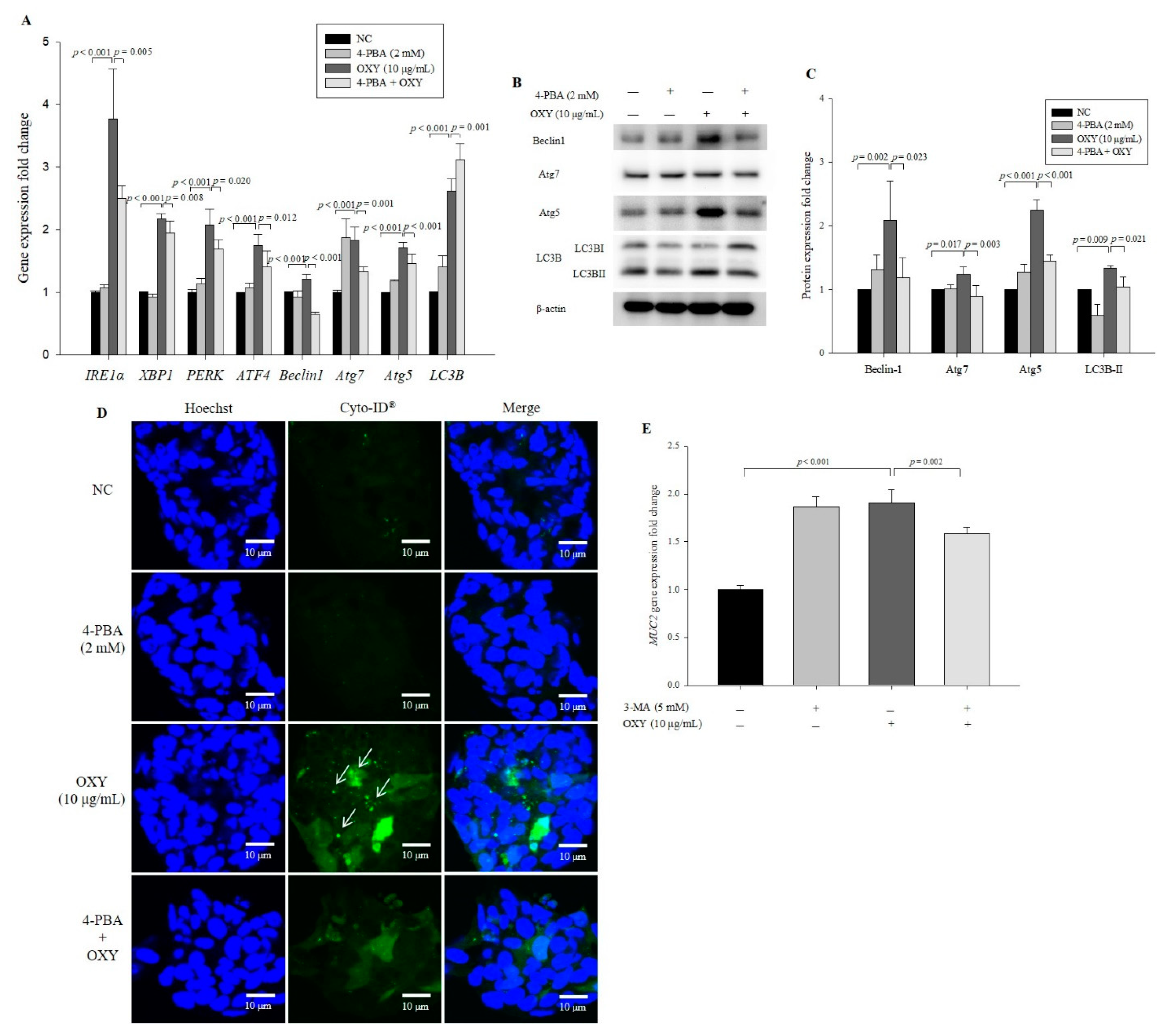 Antioxidants 09 00214 g008