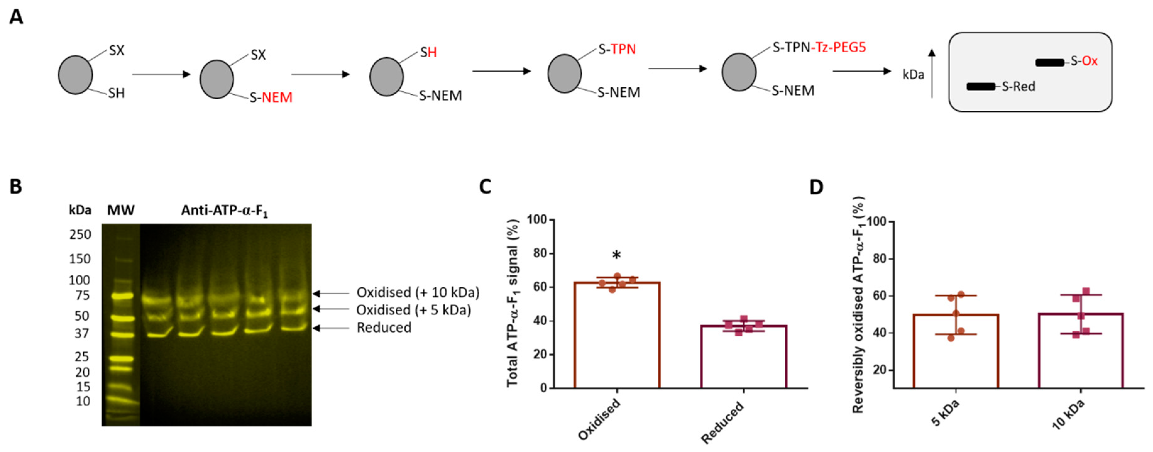 Antioxidants 09 00215 g004